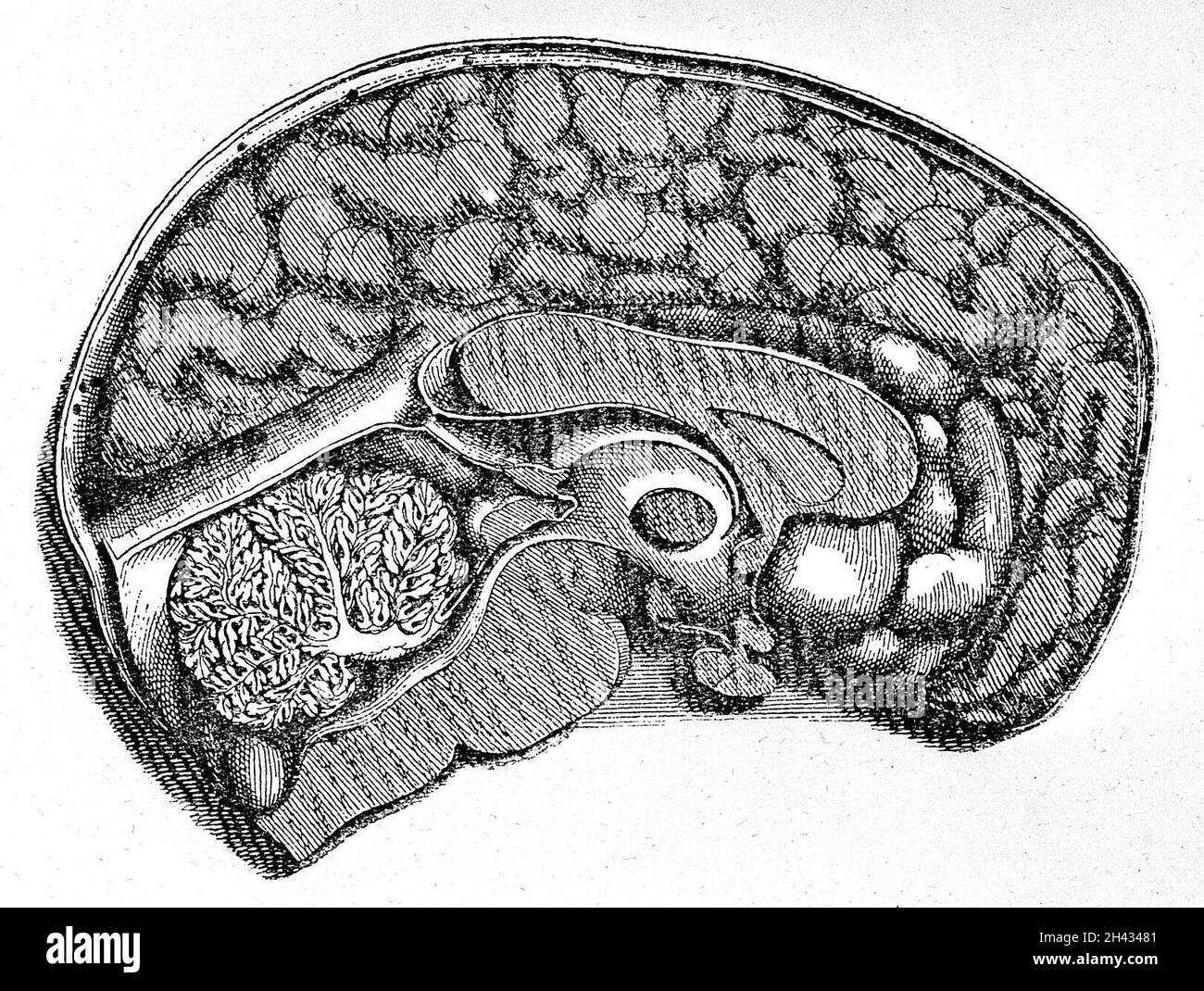 Sagittaler Abschnitt des Gehirns. Stockfoto