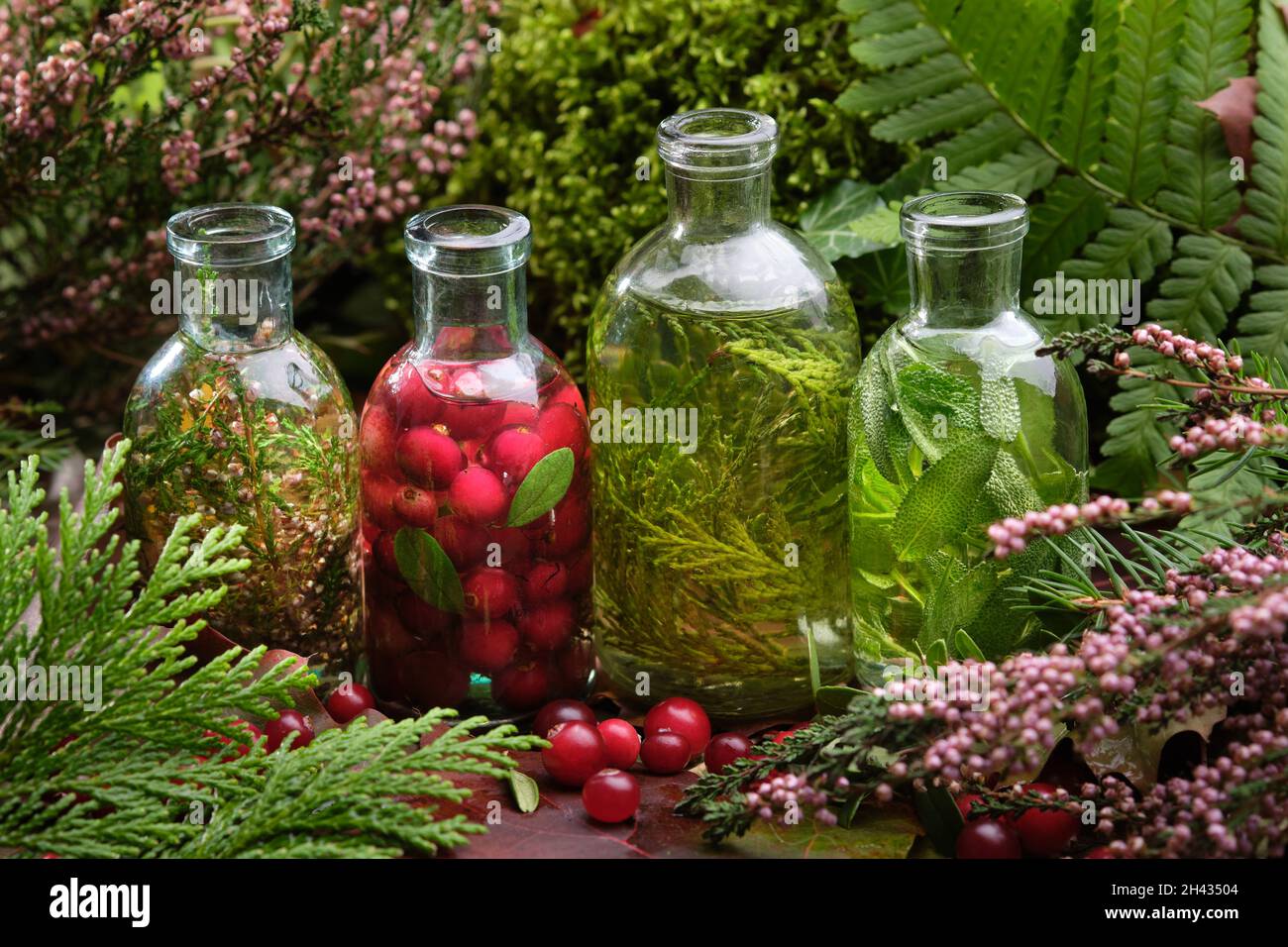Flaschen ätherisches Öl und Aufguss von Kräutern und Beeren - Heidekraut, Thuja, Preiselbeeren, Salbei draußen. Moos, Heilkräuter und Heilpflanzen. Stockfoto