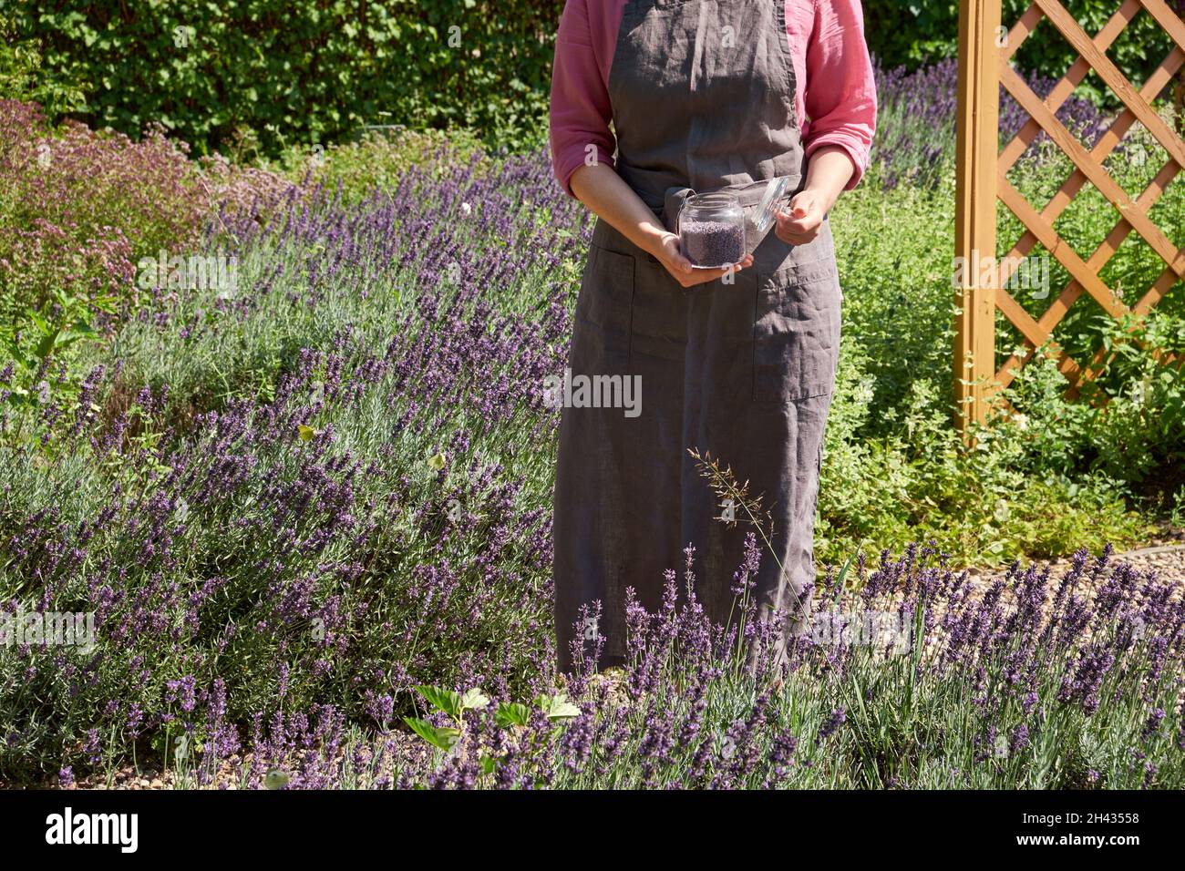 Eine Frau, die zwischen den blühenden Lavendelbüschen im Garten steht und in ihren Händen ein Glas getrockneter Lavendelblüten hält, um Kräutertee zuzubereiten Stockfoto