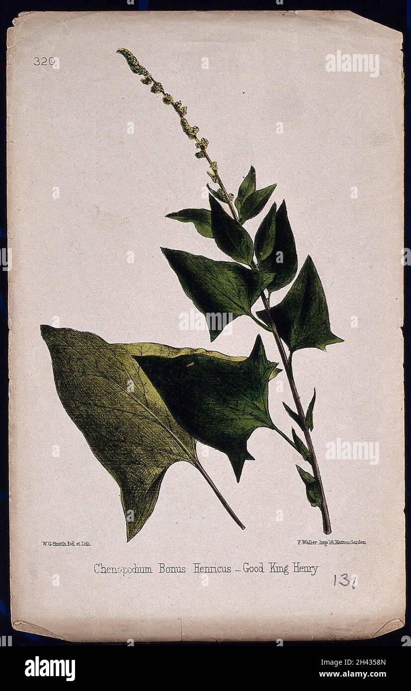 Guter König Henry (Chenopodium bonus-henricus): Blühender Stamm und Blätter. Kolorierte Lithographie von W. G. Smith, c. 1863, nach sich selbst. Stockfoto