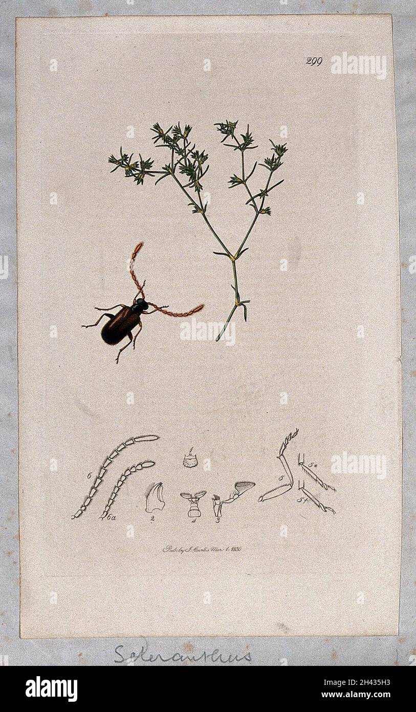 Knawel-Pflanze (Scleranthus annuus) mit einem assoziierten Insekt und seinen abdominalen Segmenten. Farbige Radierung, c. 1830. Stockfoto