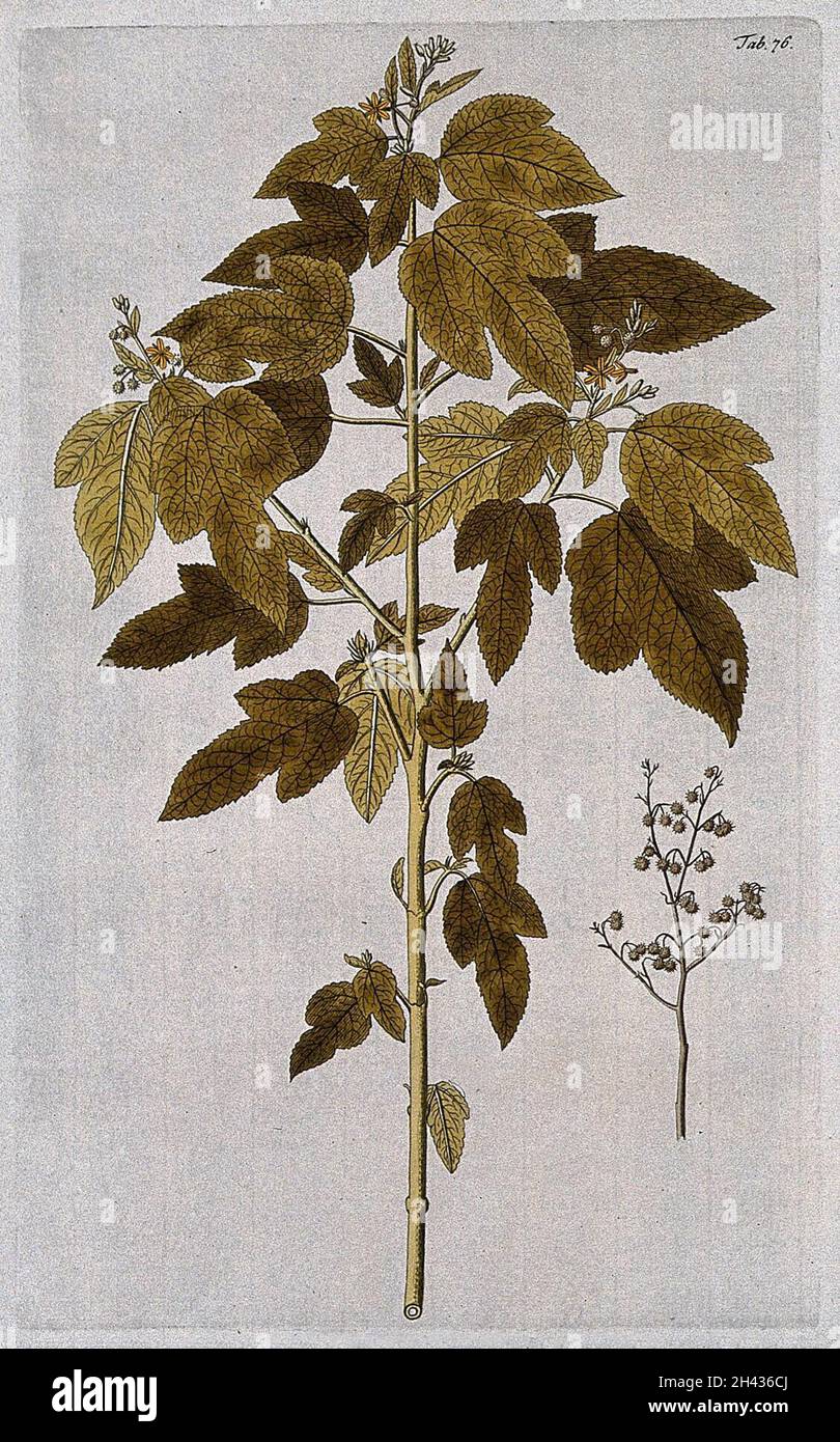 Triumfetta semitrilobata Jacq.: Blühender und fruchtierender Stamm mit separatem Fruchtstamm. Farbstich nach F. von Scheidl, 1776. Stockfoto