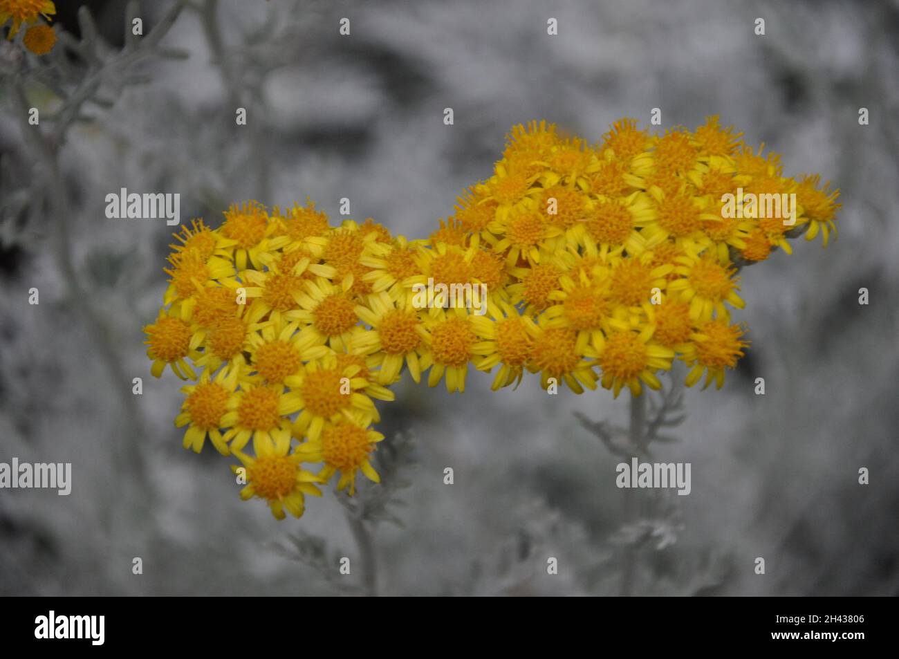 Silbernes Ragwurz gelbe Blüten auf dem Blumenbett. Jacobaea Maritima blühende Pflanze.Jacobea Marítima oder Silber-Ragwort Kräuterblume in Blüte, aus der Nähe. Stockfoto