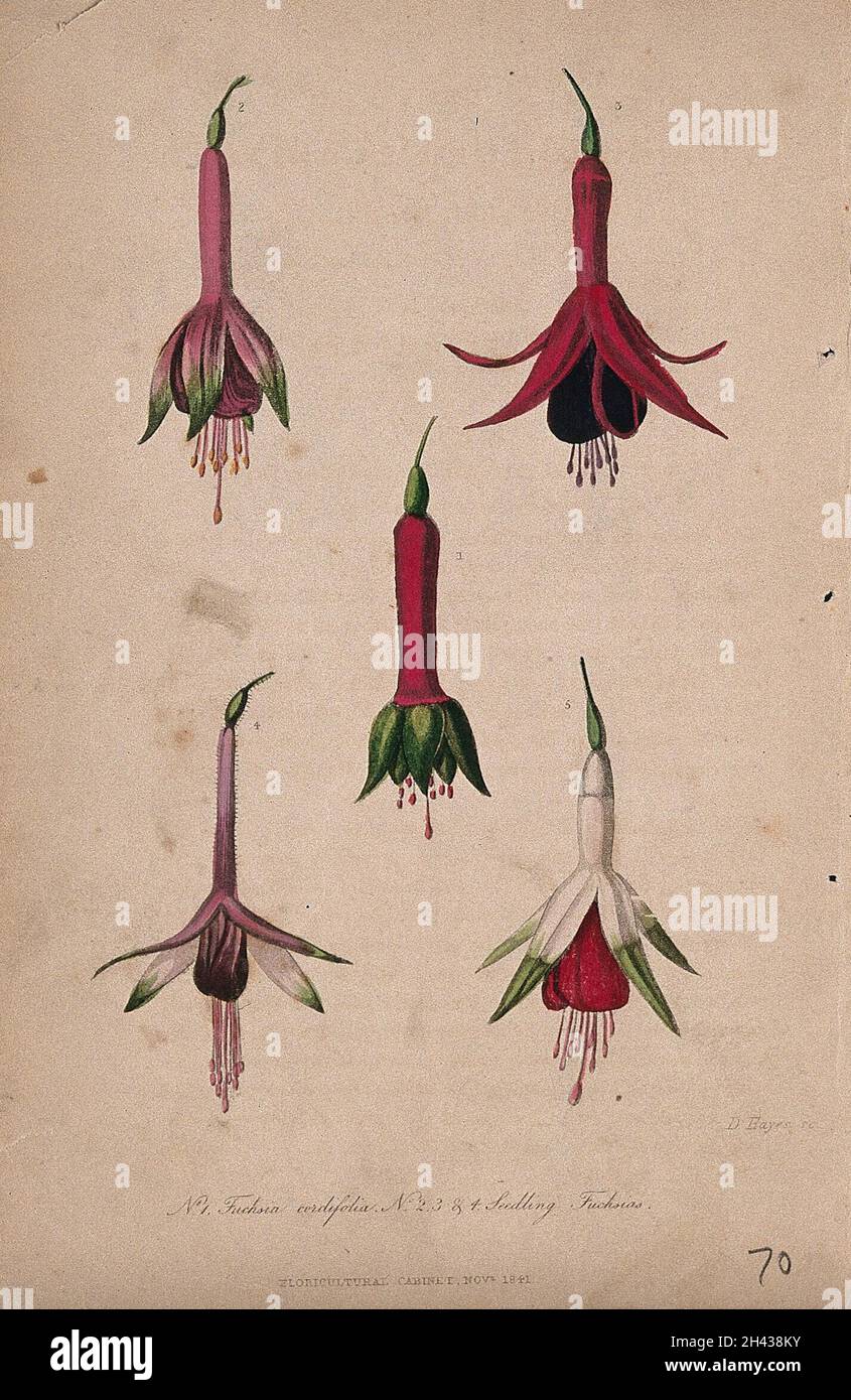 Fünf Blumen des Gartens fuchsia (Fuchsia cordifolia). Farbiger Aquatinta von D. Hayes, c. 1841. Stockfoto