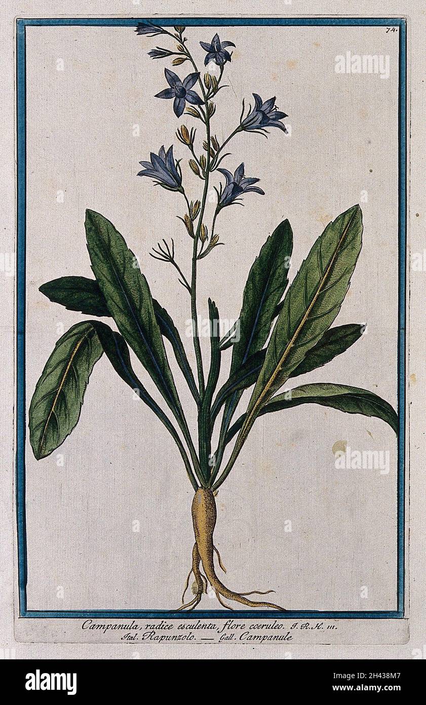 Rampion (Campanula rapunculus L.): Ganze blühende Pflanze. Farbige Radierung von M. Bouchard. Stockfoto