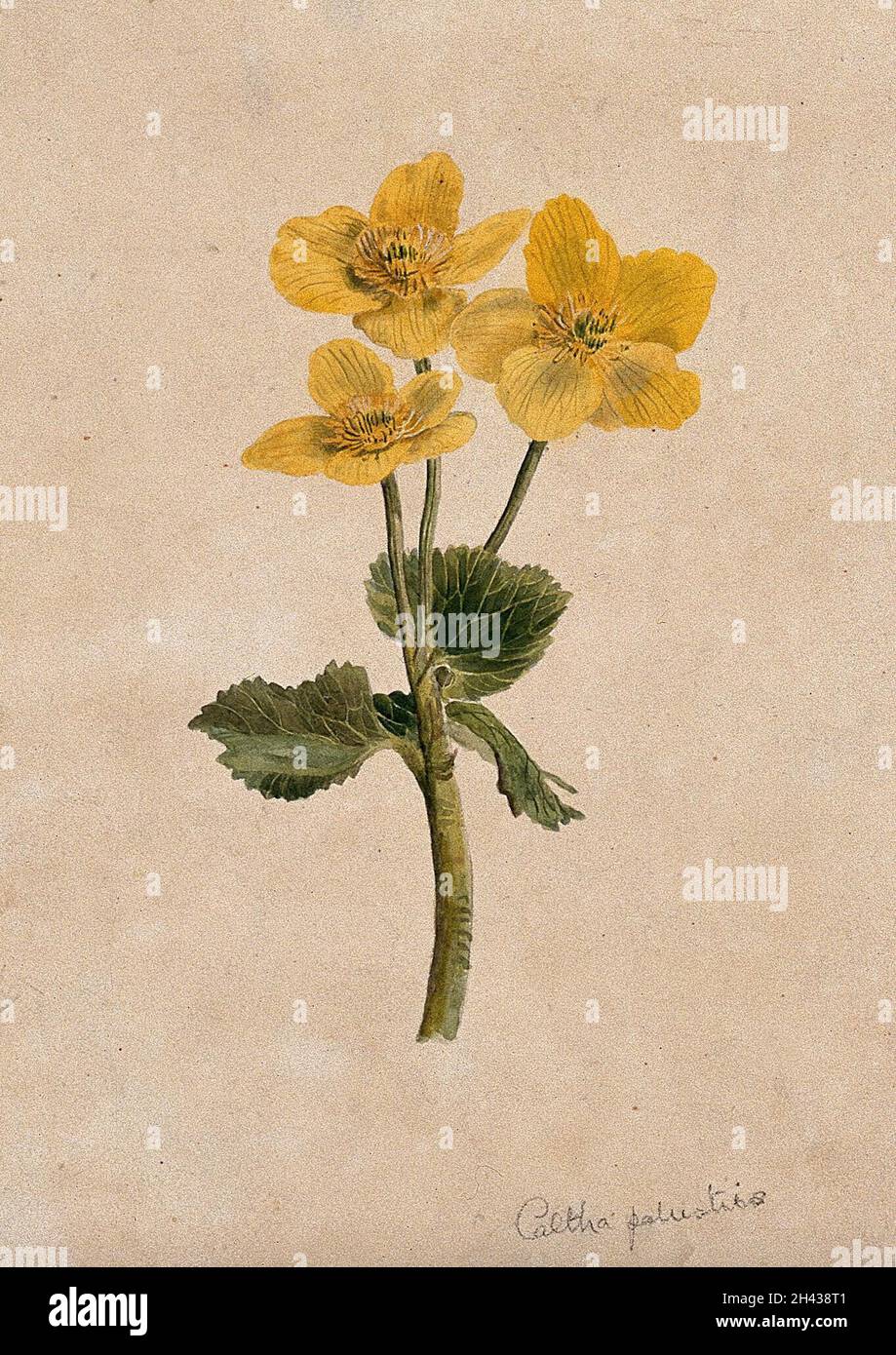 Marsh Ringelblume oder Königspferde (Caltha palustris): Blühender Stiel. Aquarell. Stockfoto