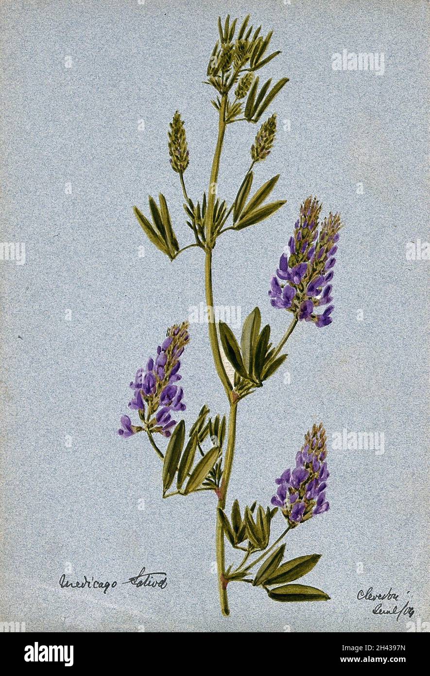 Luzerne oder Luzerne Pflanze (Medicago sativa): Blütenstamm. Aquarell, 1904. Stockfoto