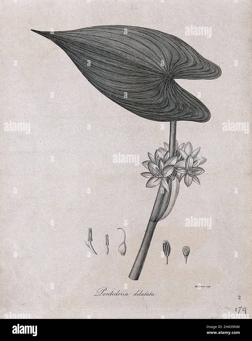 Pontederia dilata: Blütenstiel mit separaten floralen Segmenten. Linienstich von Mackenzie, um 1795. Stockfoto