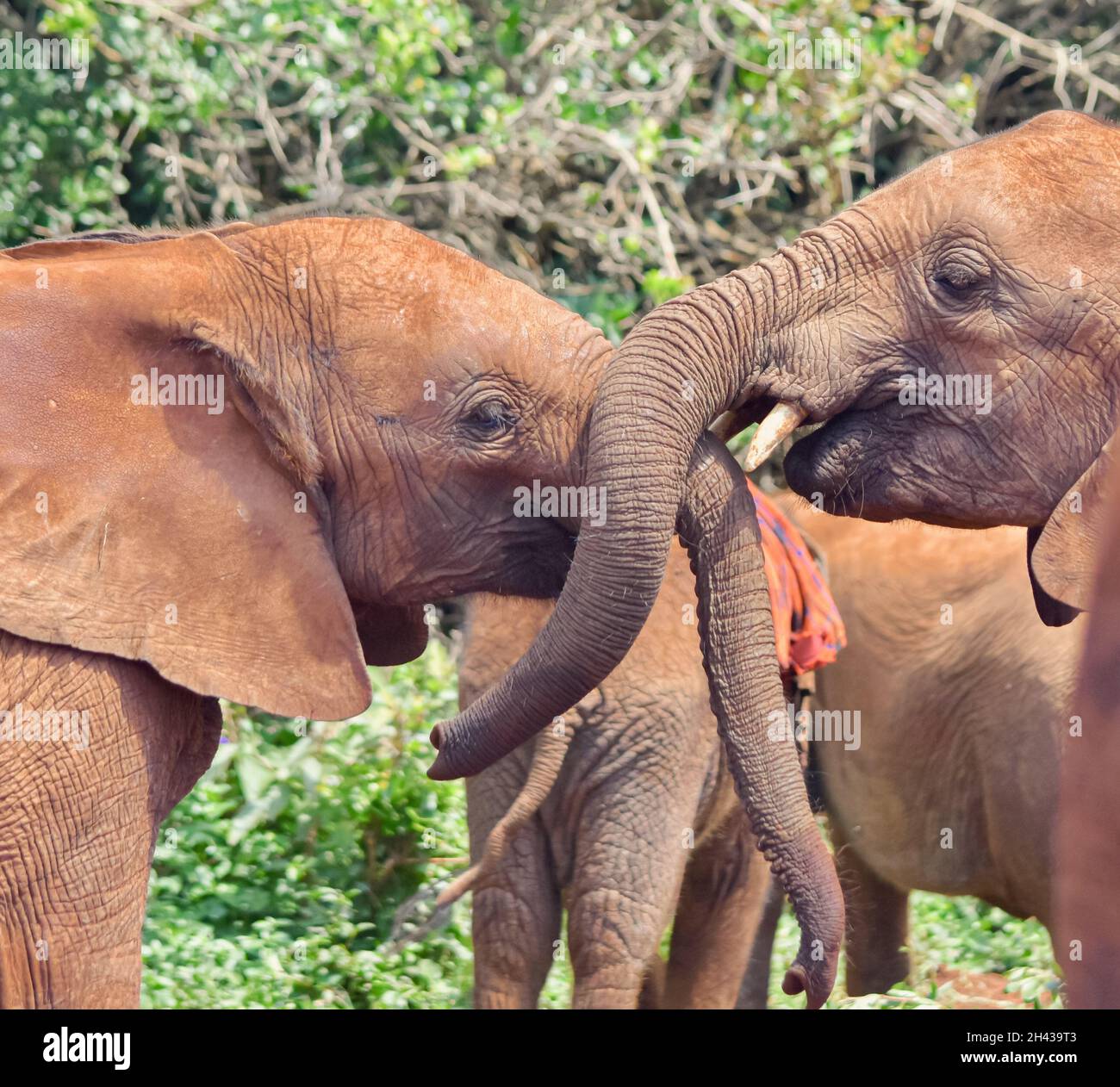 Nahaufnahme von Babyelefanten (Loxodonta africana), die Stämme berühren, bei einer Zuneigung im Elefanten-Waisenhaus im Nairobi-Nationalpark, Kenia. Stockfoto