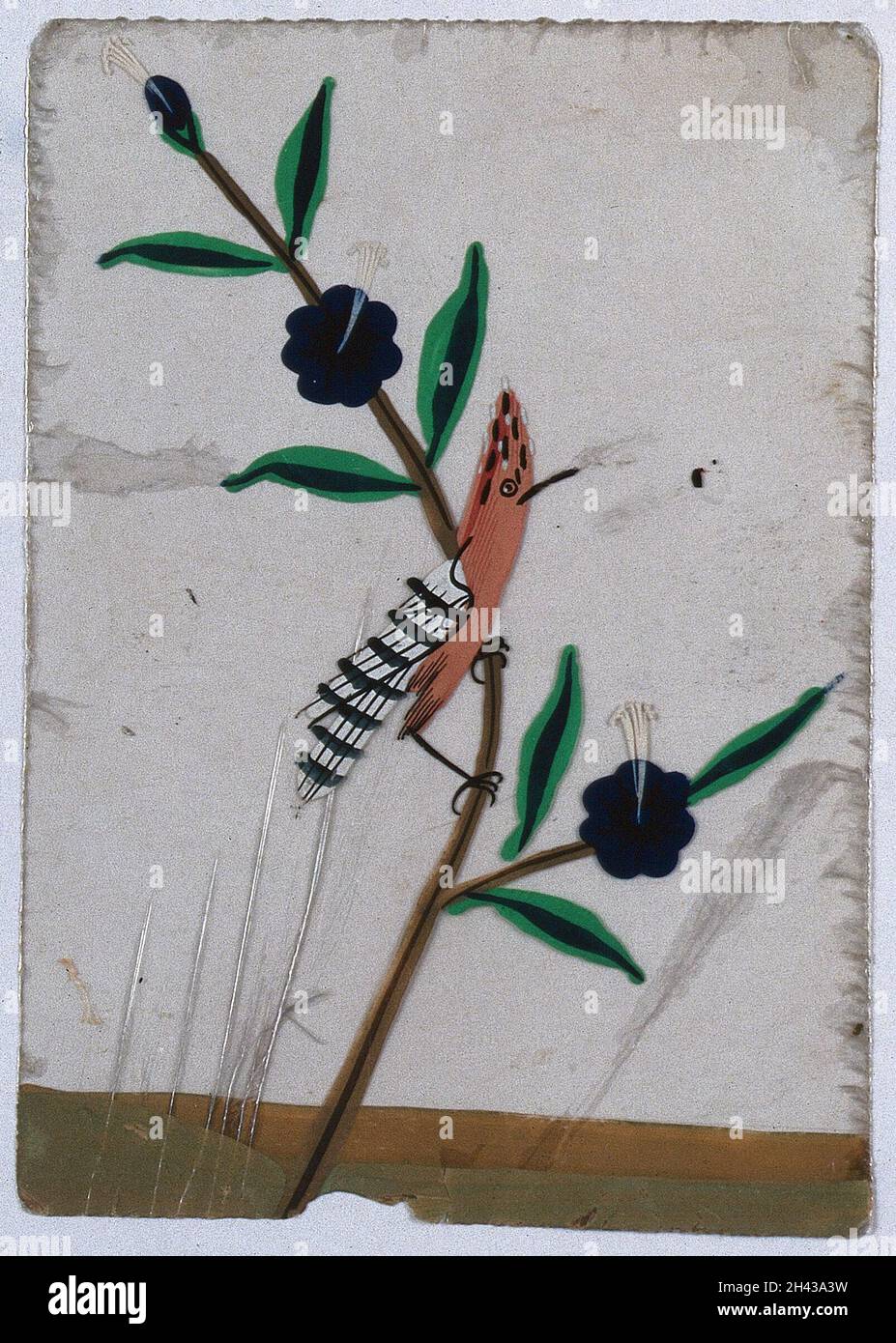 Ein nordindischer Vogel mit schwarz-weiß gestreiften Flügeln, der auf einem Blütenstiel thront. Gouache-Gemälde auf Glimmer von einem indischen Künstler. Stockfoto