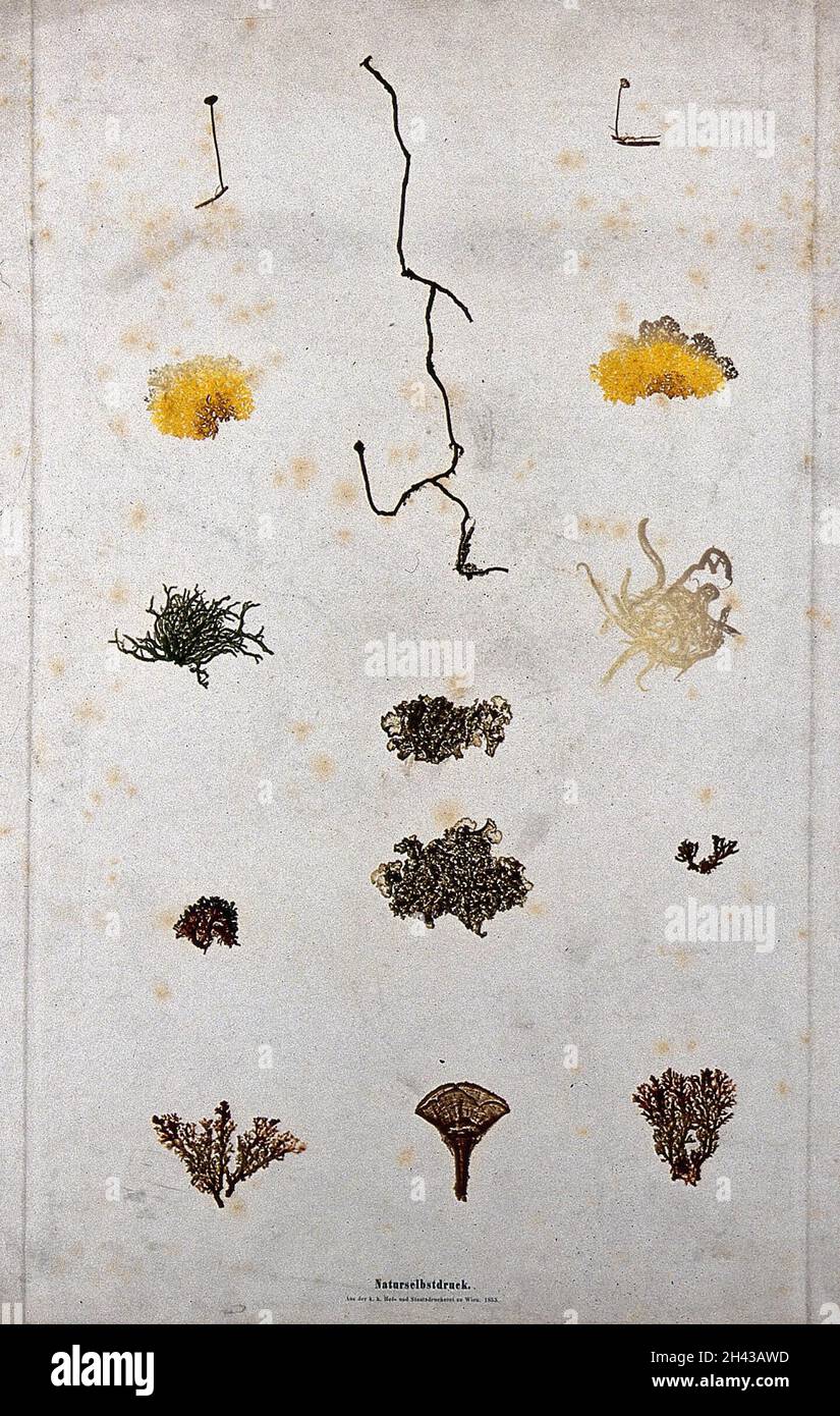 Eine Gruppe von Moosen, in acht getrennten Klumpen. Farbe Natur Druck von A. Auer, c. 1853. Stockfoto