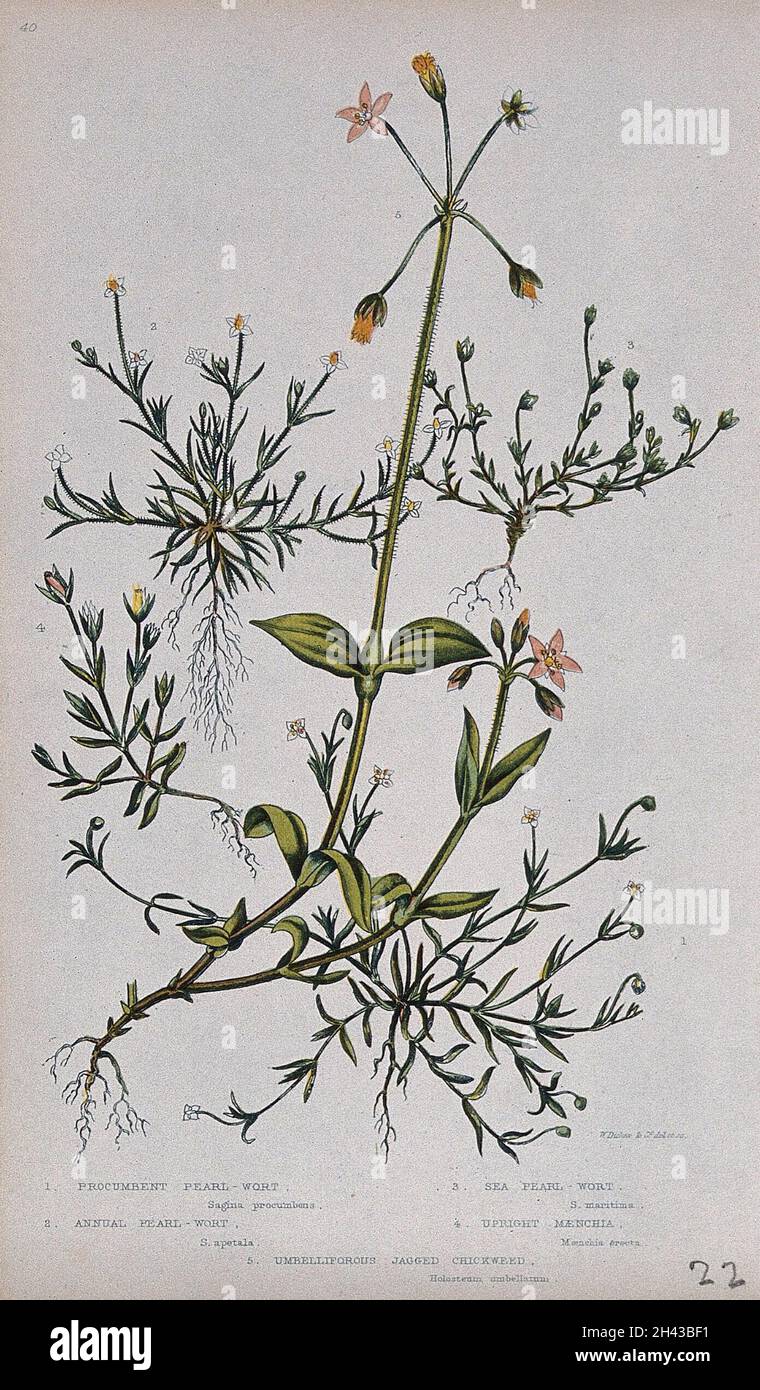 Fünf blühende Pflanzen, darunter Perlkraut (Sagina procumbens) und Mausohr (Holosteum-Arten). Chromolithograph von W. Dickes & co., c. 1855. Stockfoto