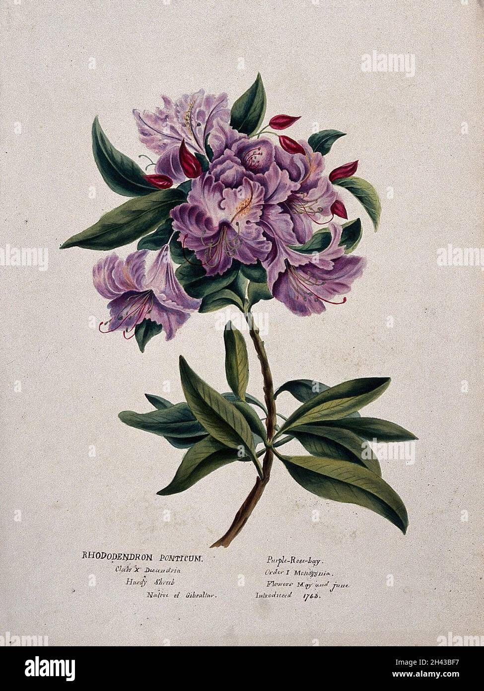 Rhododendron (Rhododendron ponticum): Blütenstamm. Aquarell. Stockfoto