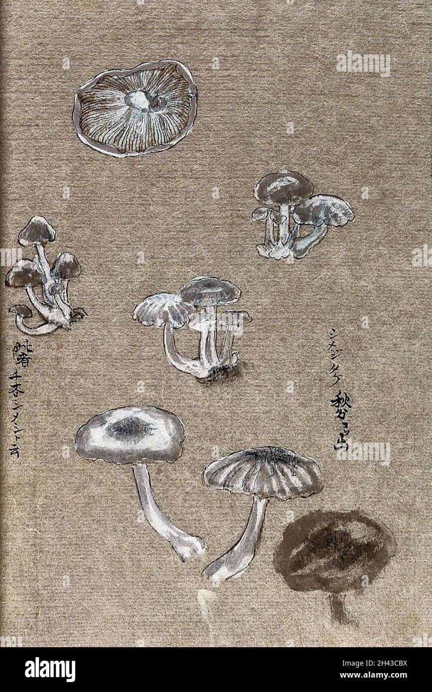 Ein Pilz, möglicherweise aus der Familie der Agaricaceae: Sowohl einzelne als auch geklumpte Pilze. Aquarell. Stockfoto