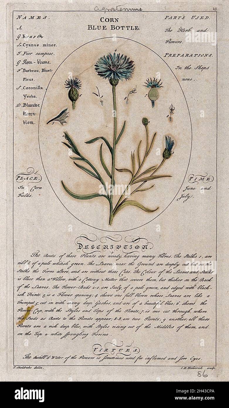 Kornblume oder Junggesellenknöpfe (Centaurea cyanus L.): Blütenstiel mit separaten floralen Segmenten und einer Beschreibung der Pflanze und ihrer Verwendung. Kolorierter Linienstich von C.H.Hemerich, um 1759, nach T.Sheldrake. Stockfoto