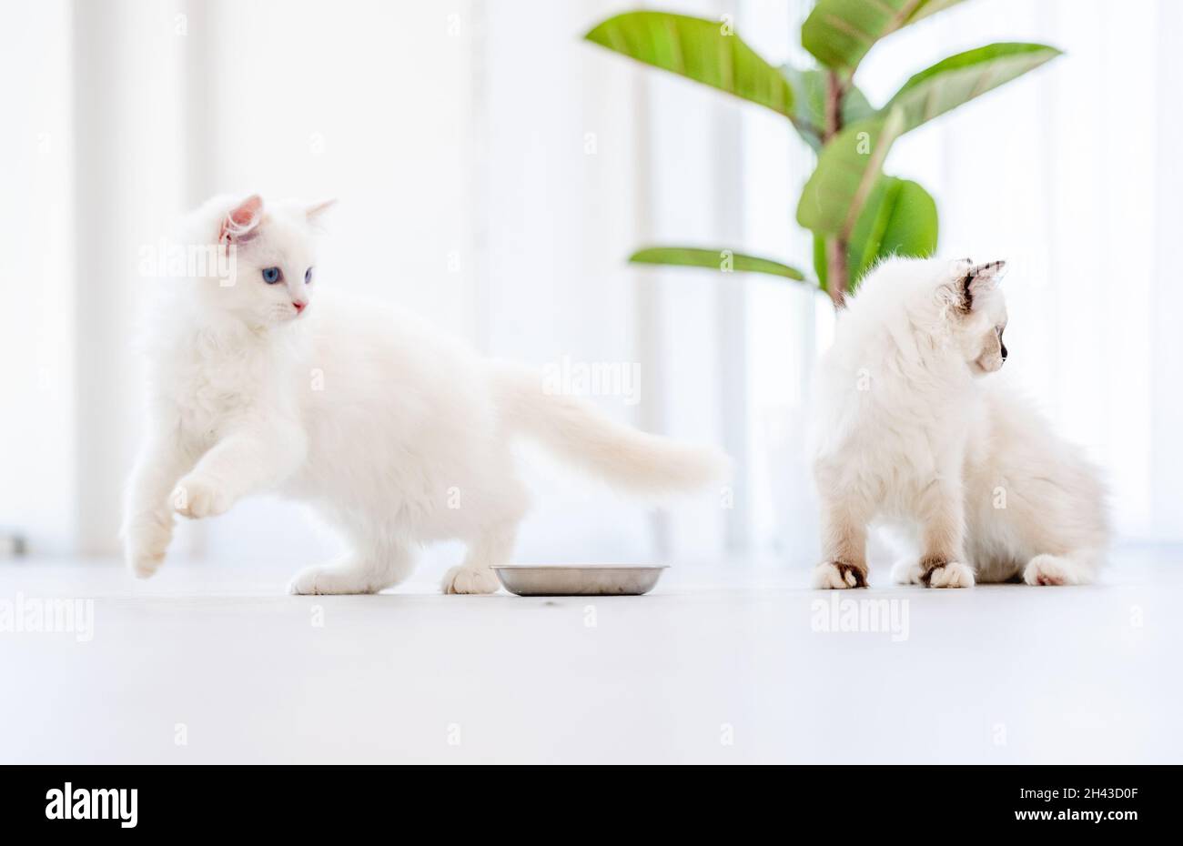 Ragdoll-Katzen im hellen Raum Stockfoto