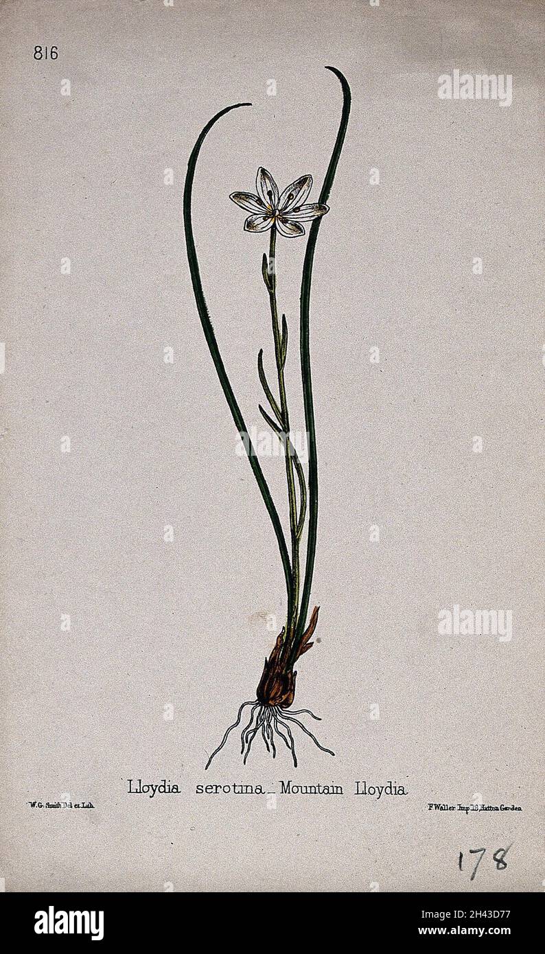 Schneeglöckchen (Lloydia serotina): Ganze blühende Pflanze. Kolorierte Lithographie von W. G. Smith, c. 1863, nach sich selbst. Stockfoto