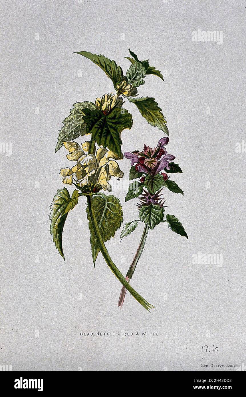Eine rote Totennessel (Lamium pureum) und eine weiße Totennessel (Lamium Album). Chromolithographie, c. 1877, nach F. E. Hulme. Stockfoto
