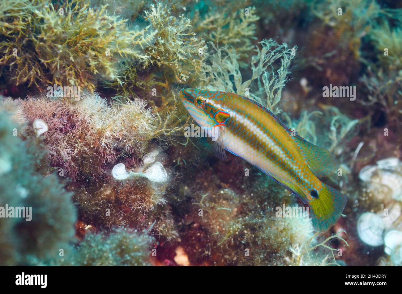 Eine lembeh Lippfisch (Symphodus ocellatus) männlich Aufbau einer Algen Nest im Mittelmeer (Ses Salines Natural Park, Formentera, Balearen, Spanien Stockfoto