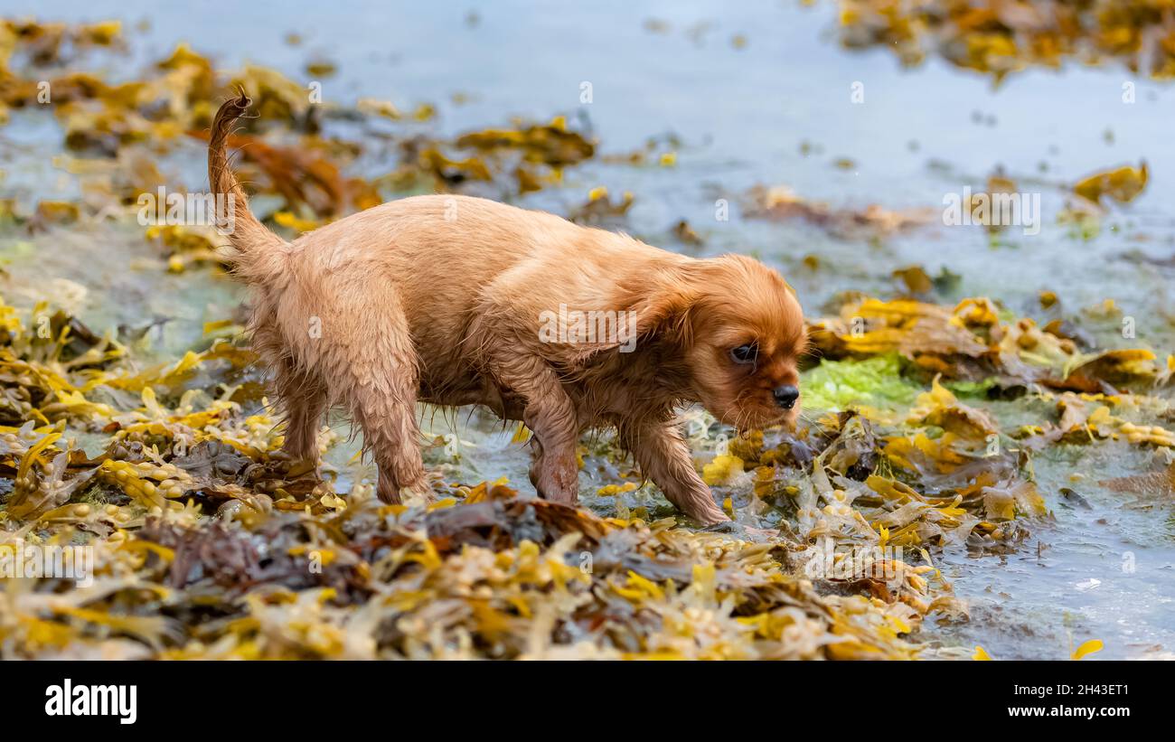 Ein Hund Kavalierkönig charles, ein Raufpuppy, der auf Algen im Meer läuft  Stockfotografie - Alamy