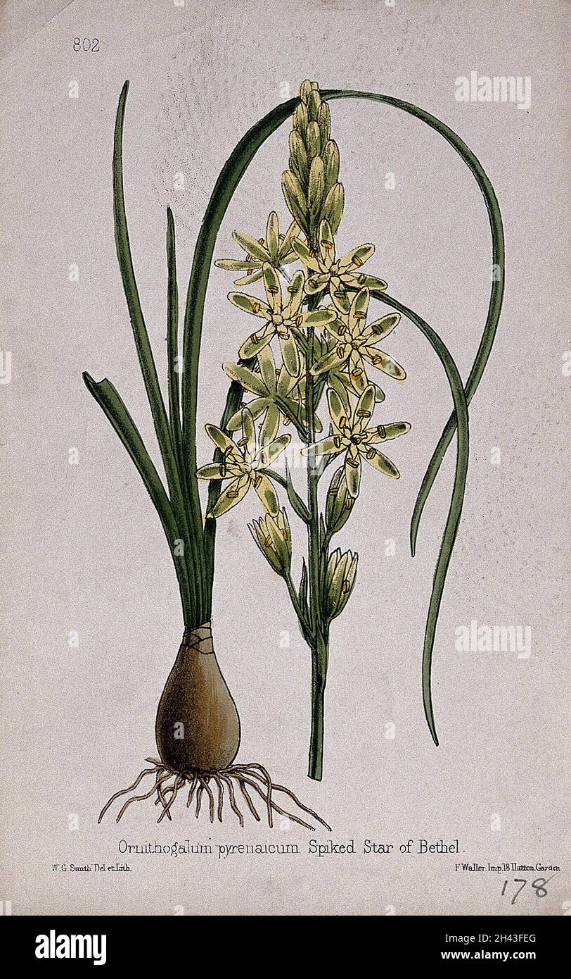Eine Bader Spargelpflanze (Ornithogalum pyrenaicum): Ganze blühende Pflanze in zwei Abschnitten. Kolorierte Lithographie von W. G. Smith, c. 1863, nach sich selbst. Stockfoto