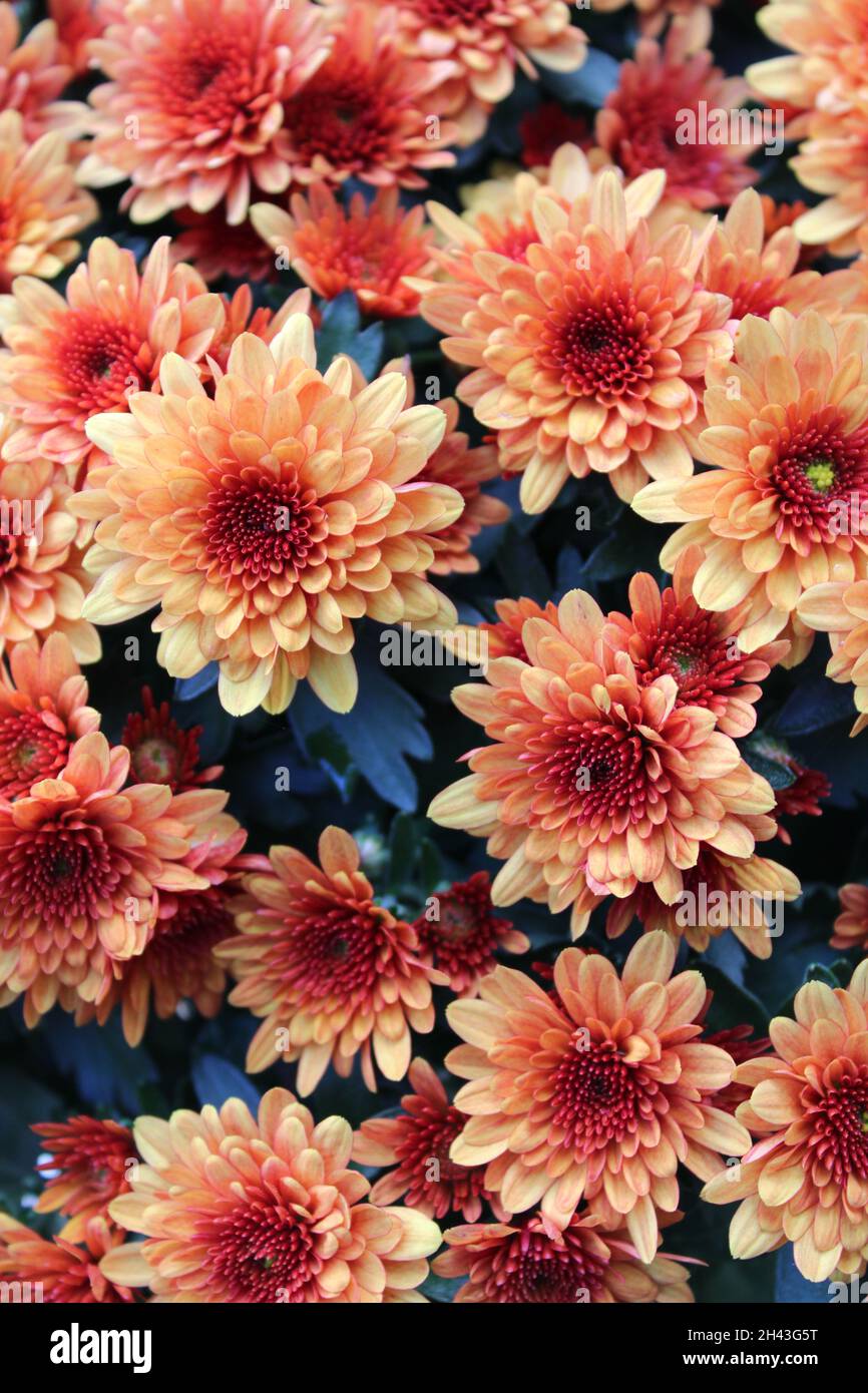 Eine Nahaufnahme von Chrysanthemum Blumen im Herbst Stockfoto