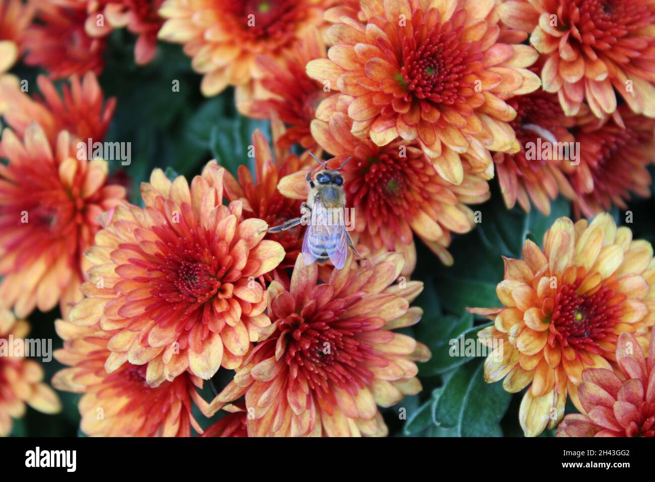 Eine kleine Honigbiene auf Orangenblüten im Herbst Stockfoto