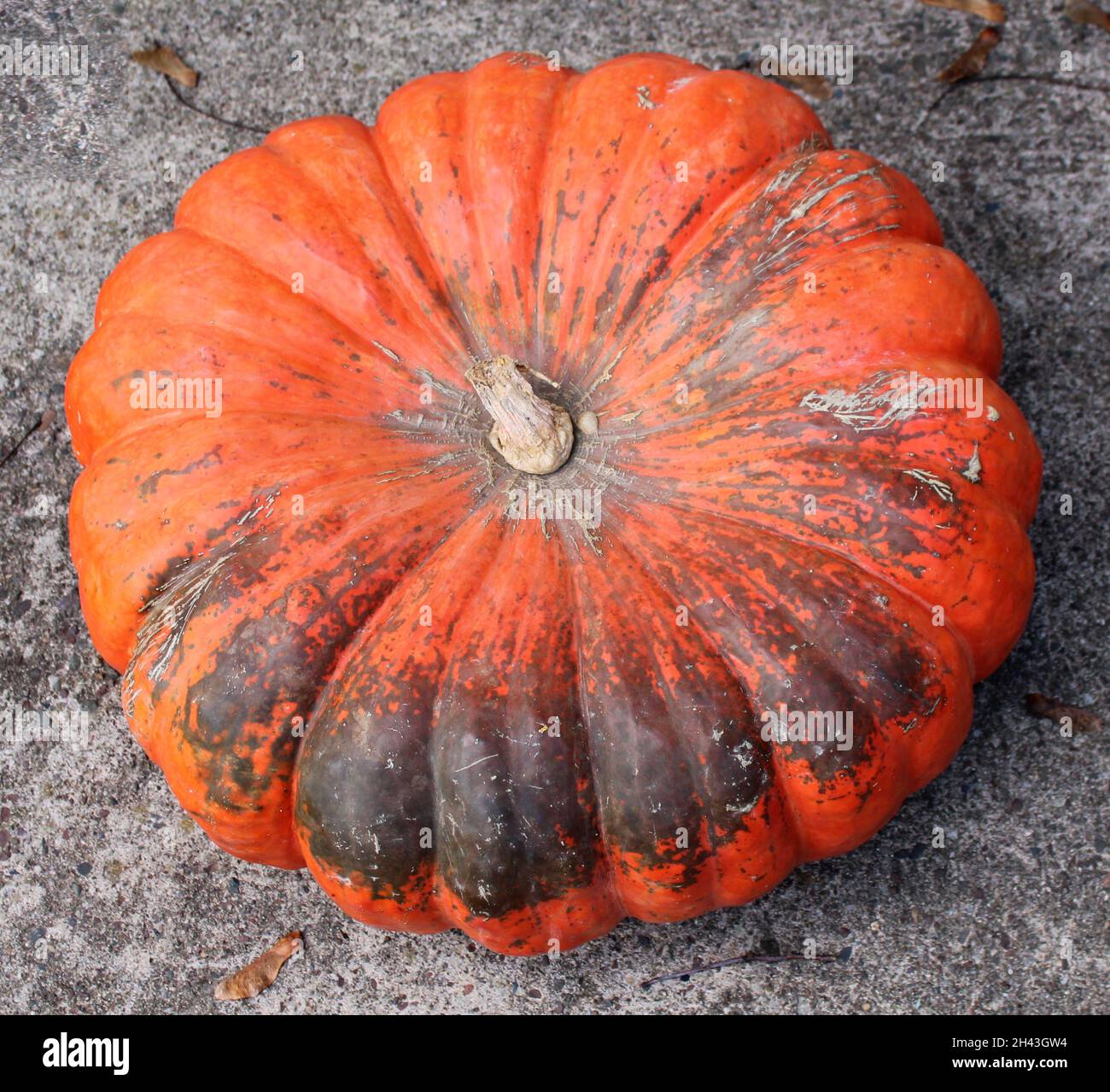 Ein großer, flacher mehrfarbiger Winter-Squash Stockfoto
