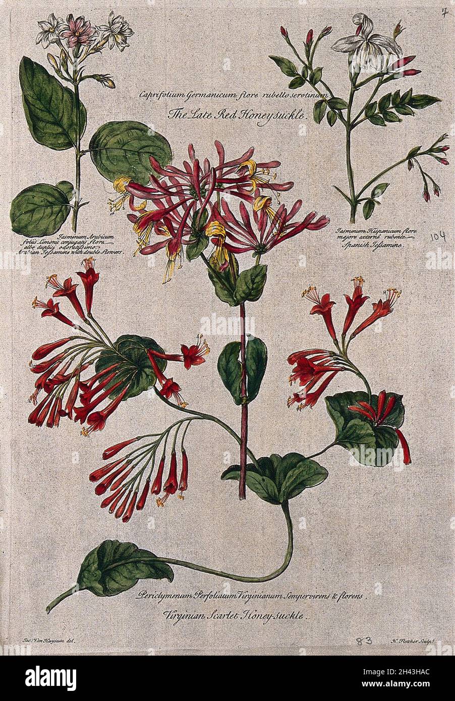 Geiel (Lonicera-Arten) und Jasmin (Jasminum-Arten): Blhende Stmme.  Kolorierte Kupferstich von H. Fletcher, c. 1730, nach J. van Huysum  Stockfotografie - Alamy