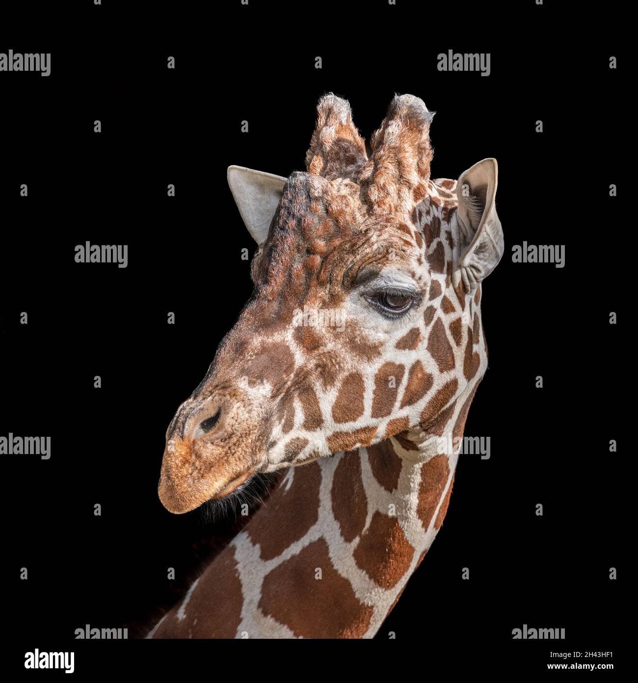 Giraffe Portrait vom Hintergrund isoliert Stockfoto