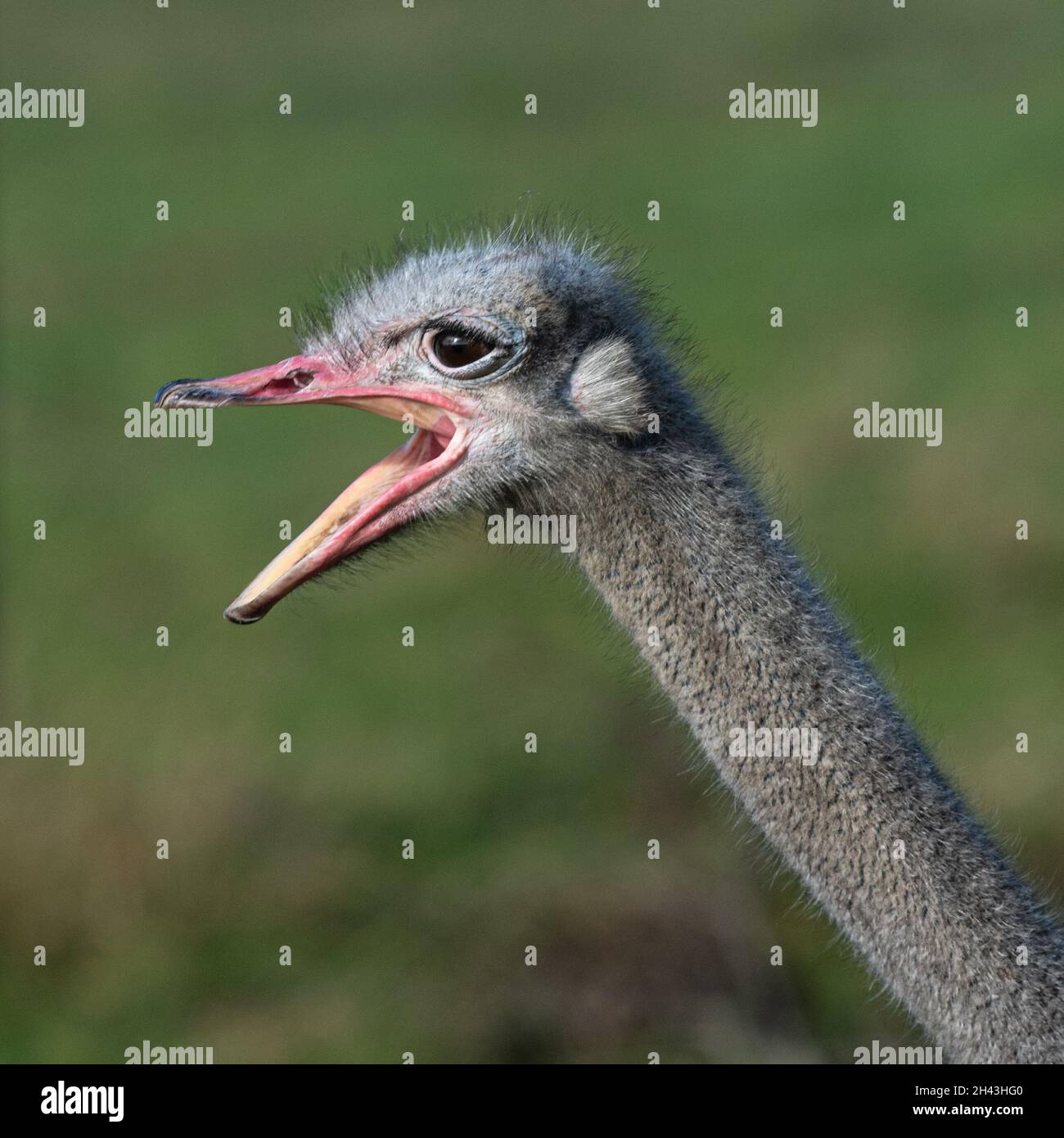 Straußenporträt mit offenem Schnabel Stockfoto