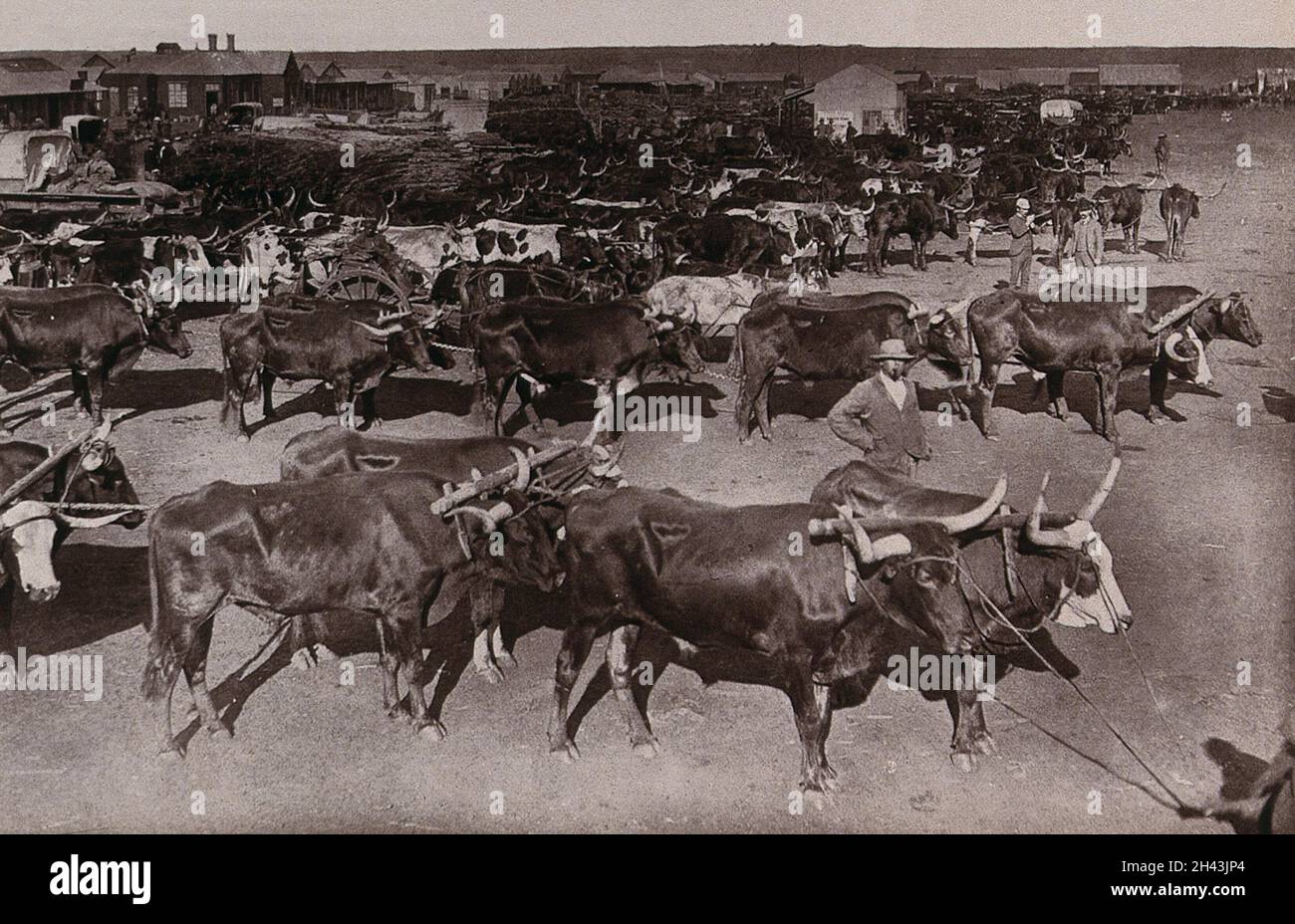 Johannesburg, Südafrika: Auf dem Morgenmarkt wurden Bollwerke an beladene Waggons gejocht. Woodburytype, 1888, nach einer Fotografie von Robert Harris. Stockfoto