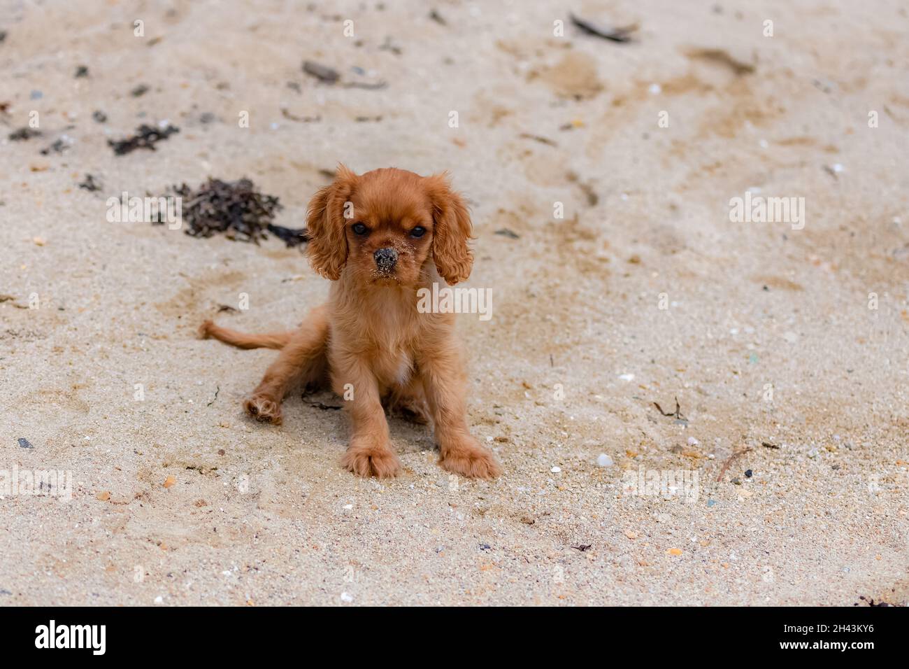 Ein Hund Kavalierkönig charles, ein Raufpuppy sitzt am Strand Stockfoto