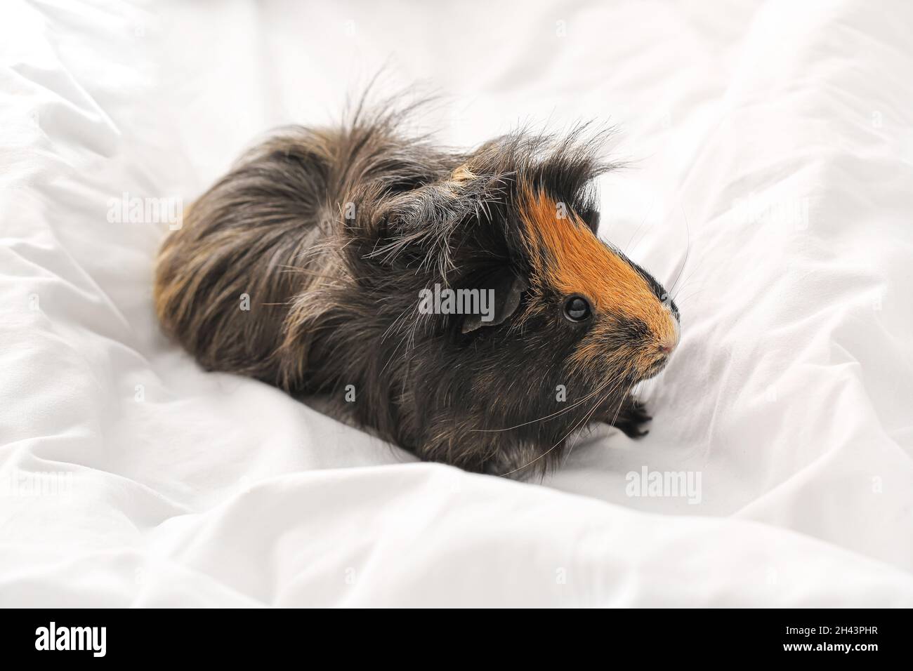 Niedliches Meerschweinchen auf weißer Bettwäsche im Bett Stockfotografie -  Alamy