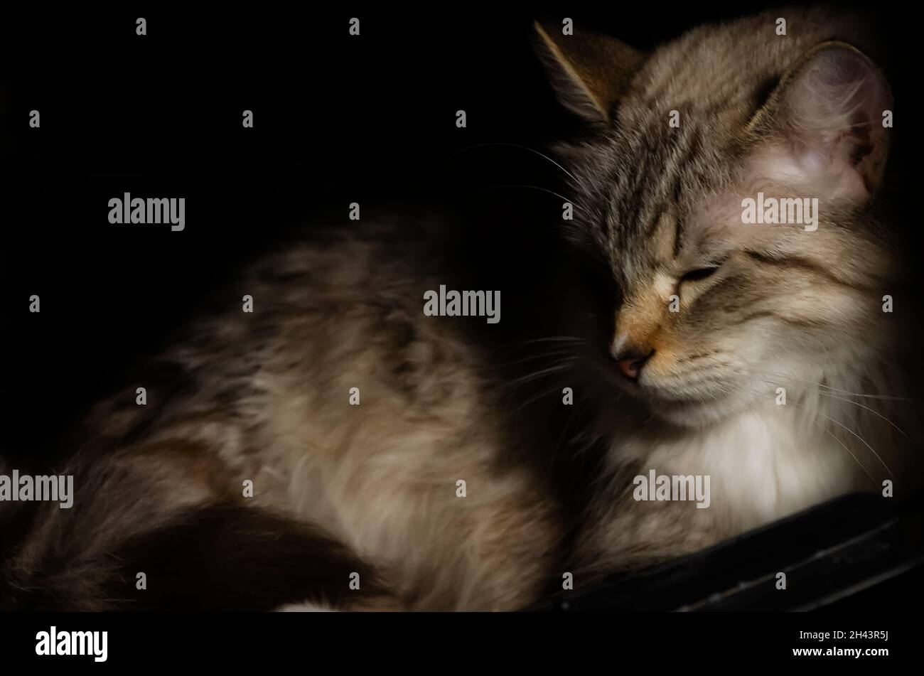 Eine zweijährige Ragdoll-Katze entspannt sich am 3. Juni 2021 in ihrem Bett in CODEN, Alabama. Ragdoll-Katzen entstanden in den 1960er Jahren in Kalifornien. Stockfoto