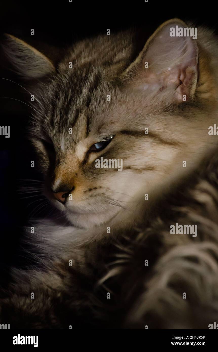 Eine zweijährige Ragdoll-Katze entspannt sich am 3. Juni 2021 in ihrem Bett in CODEN, Alabama. Ragdoll-Katzen entstanden in den 1960er Jahren in Kalifornien. Stockfoto