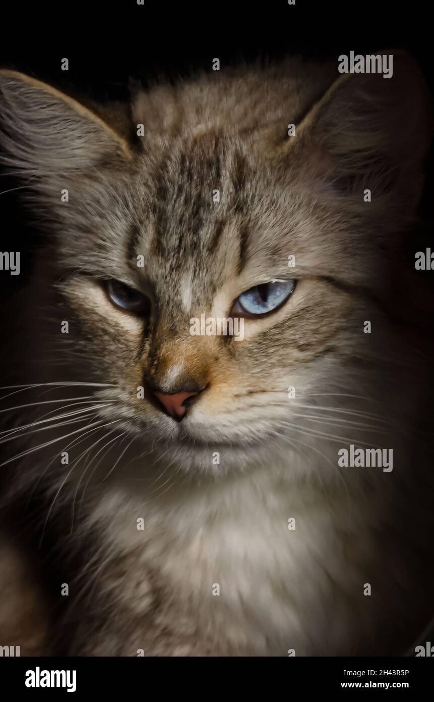 Eine zweijährige Ragdoll-Katze entspannt sich am 3. Juni 2021 in ihrem Bett in CODEN, Alabama. Ragdoll-Katzen entstanden in den 1960er Jahren in Kalifornien. Stockfoto