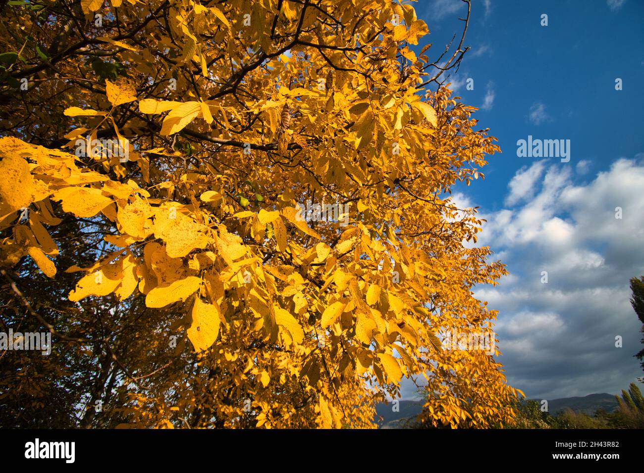 Ein Baum mit schönen gelben Herbstfarben wächst auf dem Feld Stockfoto