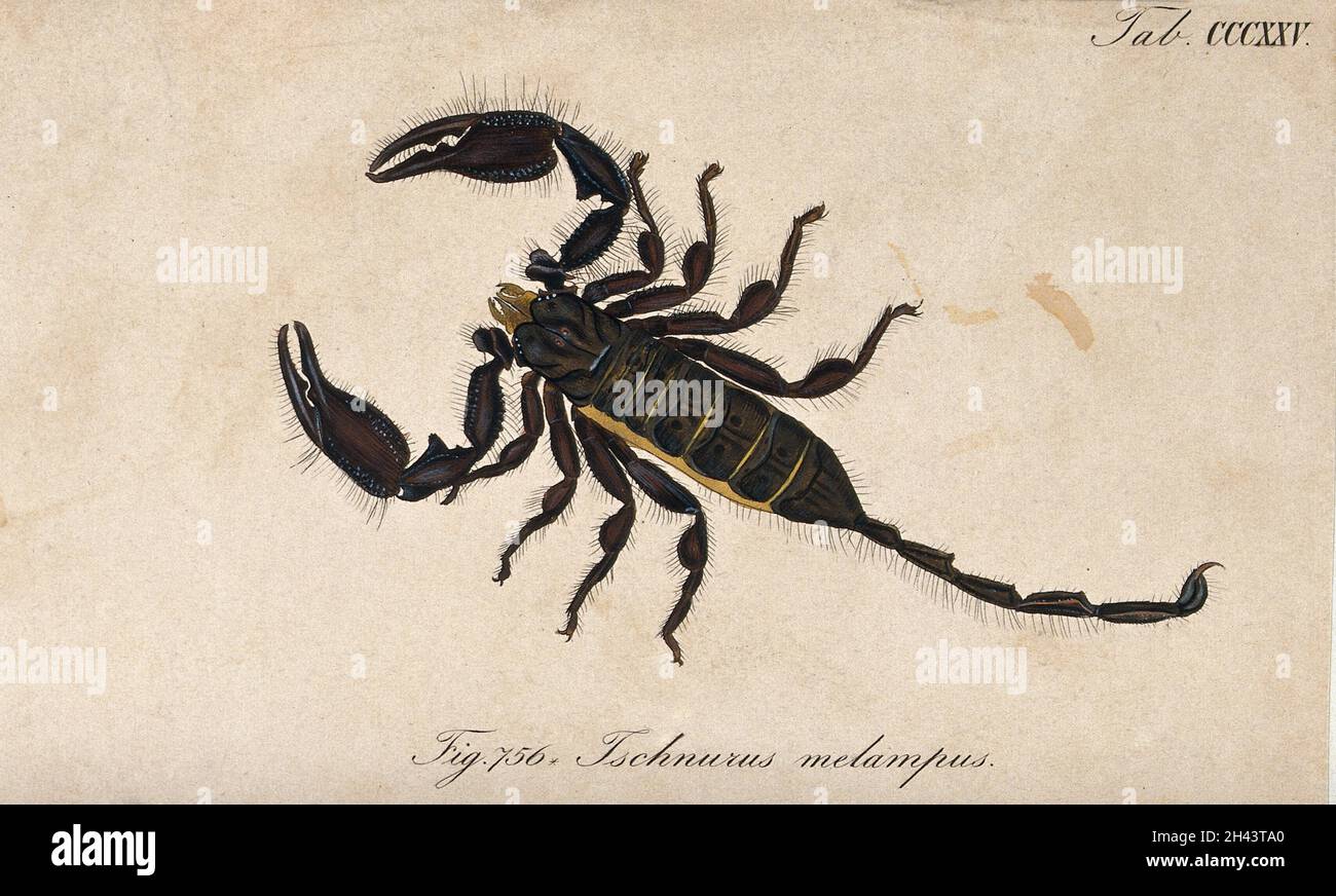 Ein Skorpion: Ischnurus melampus. Farbige Gravur. Stockfoto
