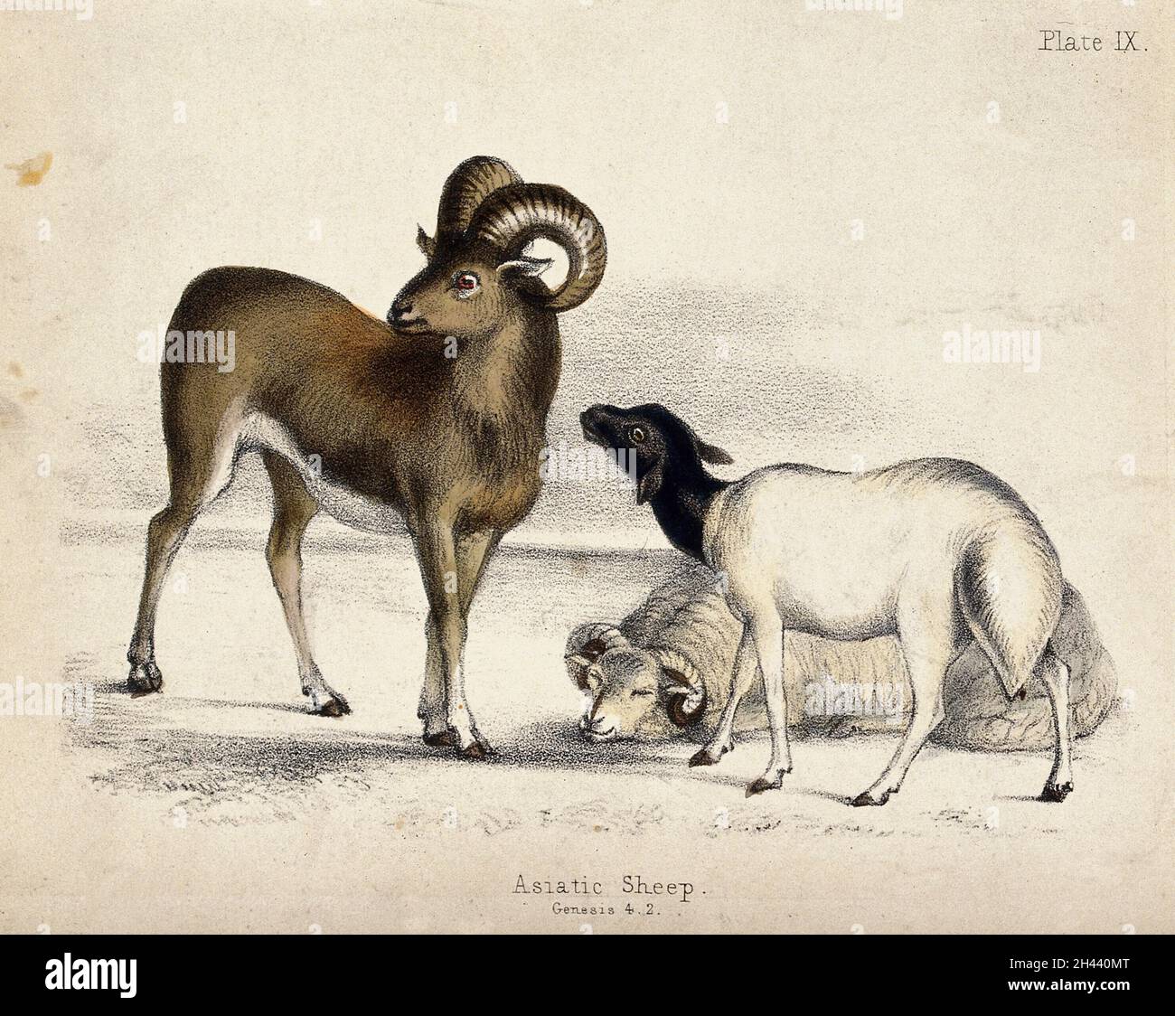 Drei asiatische Schafe. Farbige Kreide Lithographie. Stockfoto