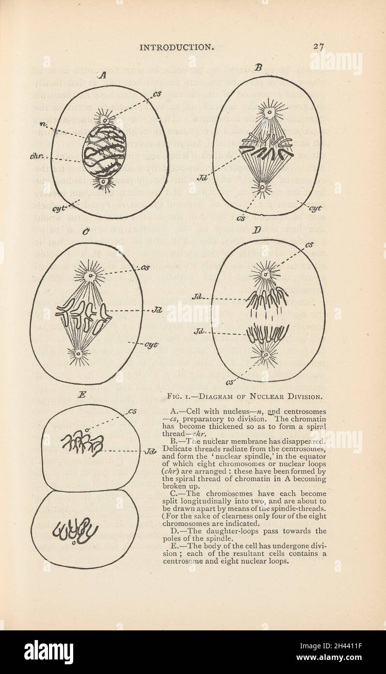 Diagramm der Kernspaltung, Abb. 1 in Einführung des Germ-Plasmas: Eine Theorie der Vererbung von August Weismann, London, Walter Scott, 1893 Stockfoto