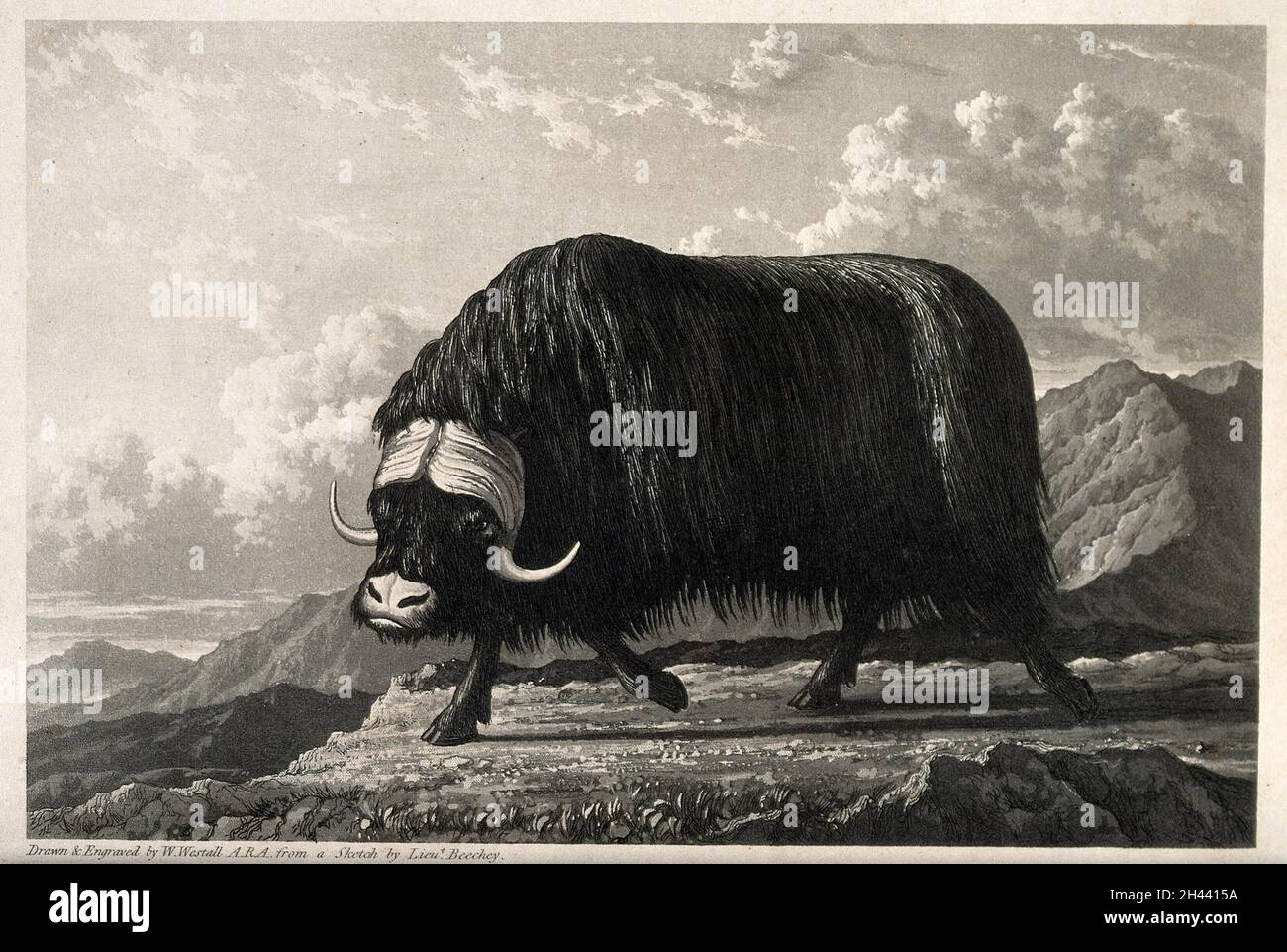 Ein Moschusochsenbulle auf Melville Island, Kanada. Mezzotint mit Gravur von W. Westall, um 1821, nach Leutnant Beechey. Stockfoto