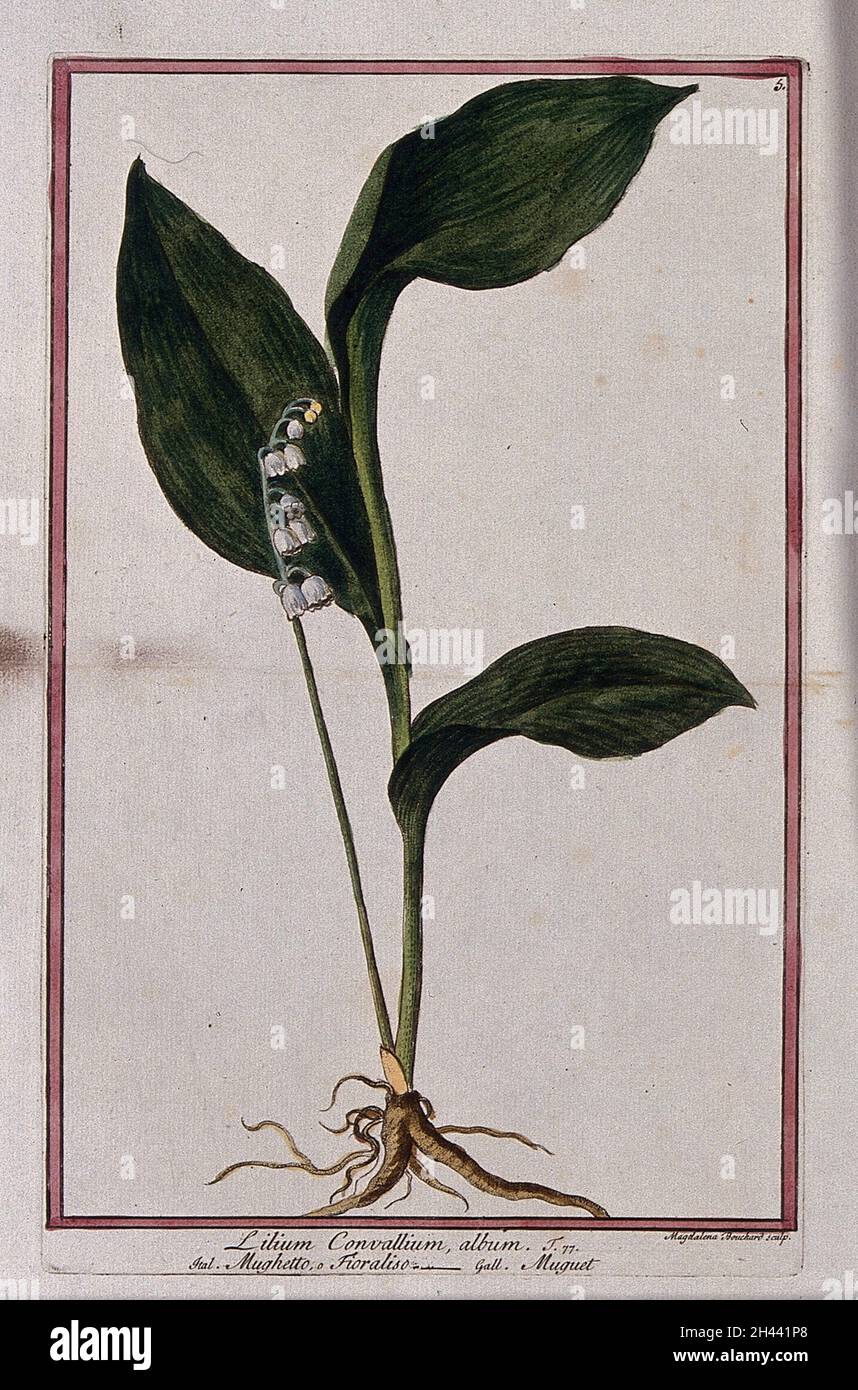 Maiglöckchen (Convallaria majalis L.): Ganze blühende Pflanze. Kolorierte Radierung von M. Bouchard, 1772. Stockfoto