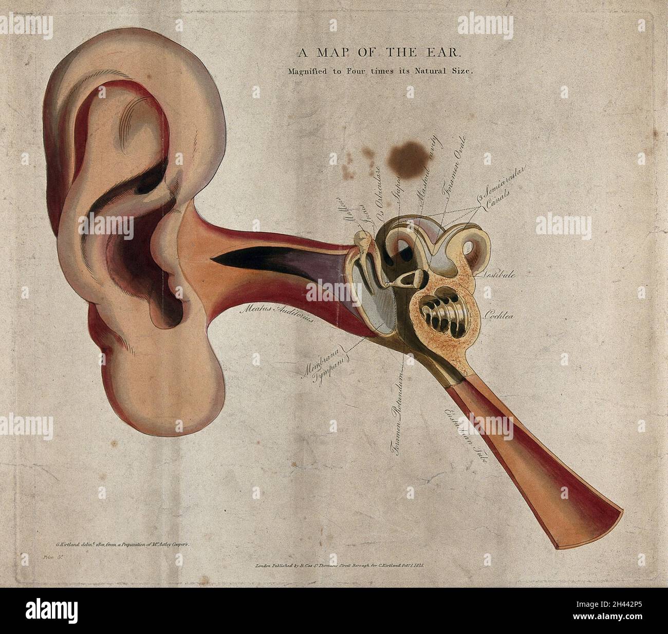 Das menschliche Ohr: Ein Diagramm, das die Teile des inneren und äußeren Ohres zeigt. Kolorierter Linienstich gezeichnet von G. Kirtland im Jahr 1801 und veröffentlicht im Jahr 1815. Stockfoto