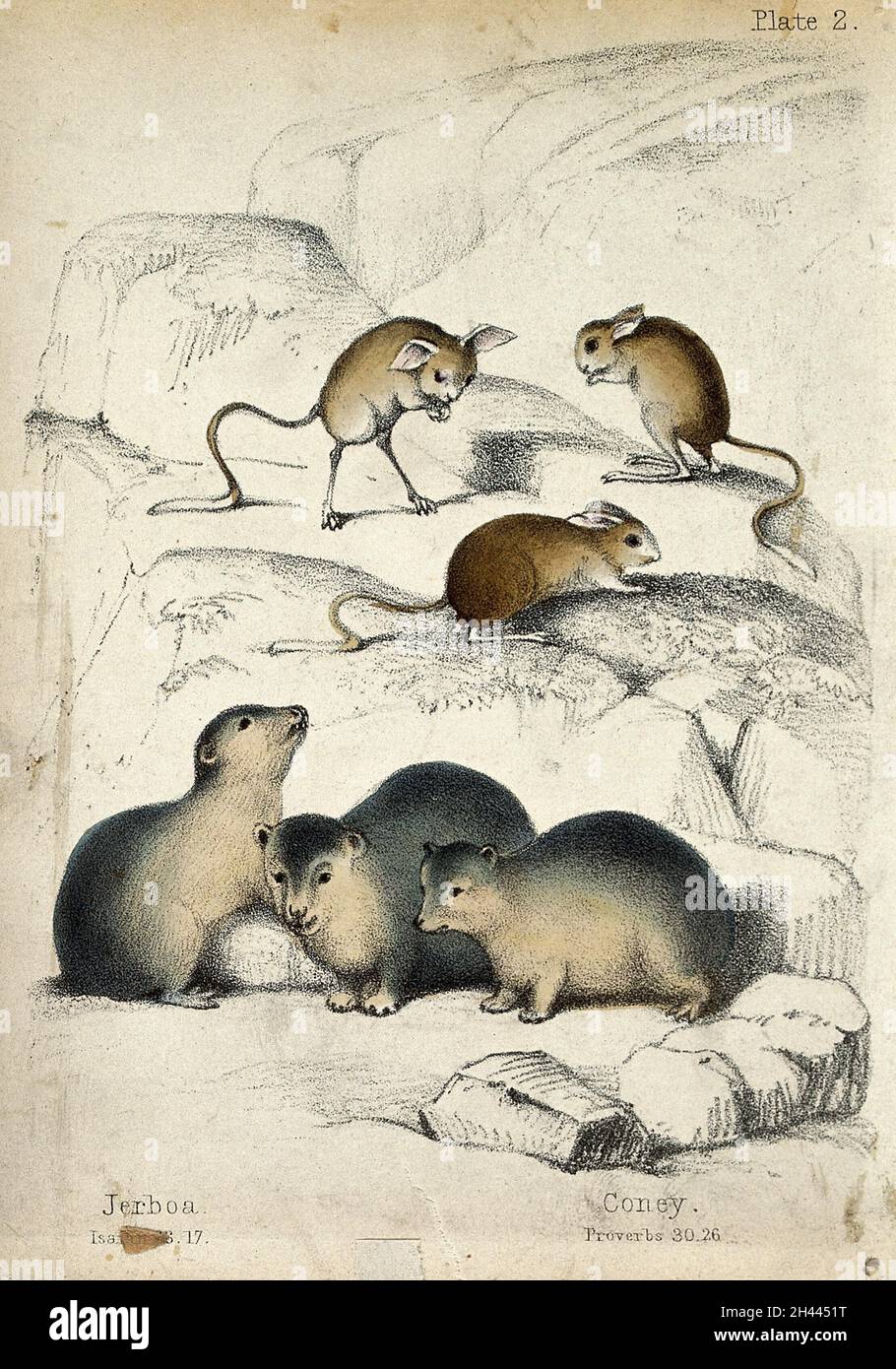 Oben, drei jerboas, unten, drei Kaninchen. Farbige Kreide Lithographie. Stockfoto