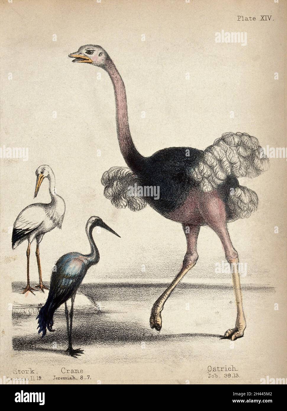 Ein Storch, ein Kran und ein Strauß. Farbige Kreide Lithographie. Stockfoto