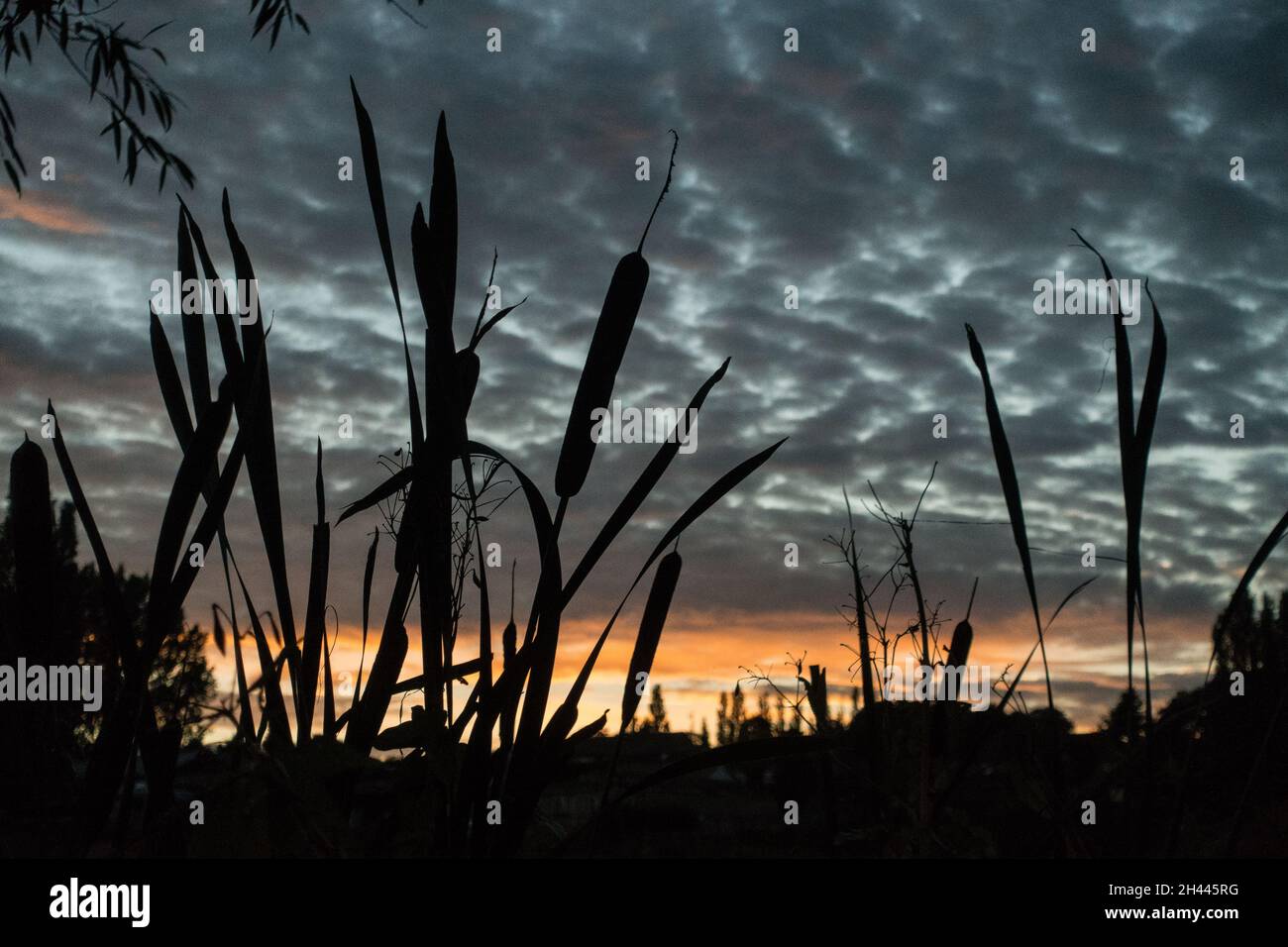 Bullrushes wurde gegen den Sonnenuntergang silhouettiert Stockfoto