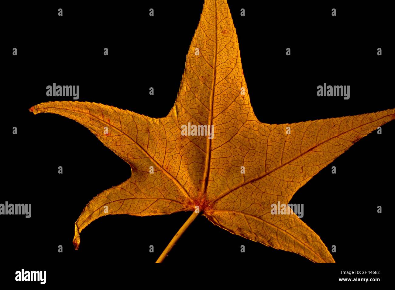 Trocken gefallenes Blatt im Herbst, Makrofotografie Stockfoto