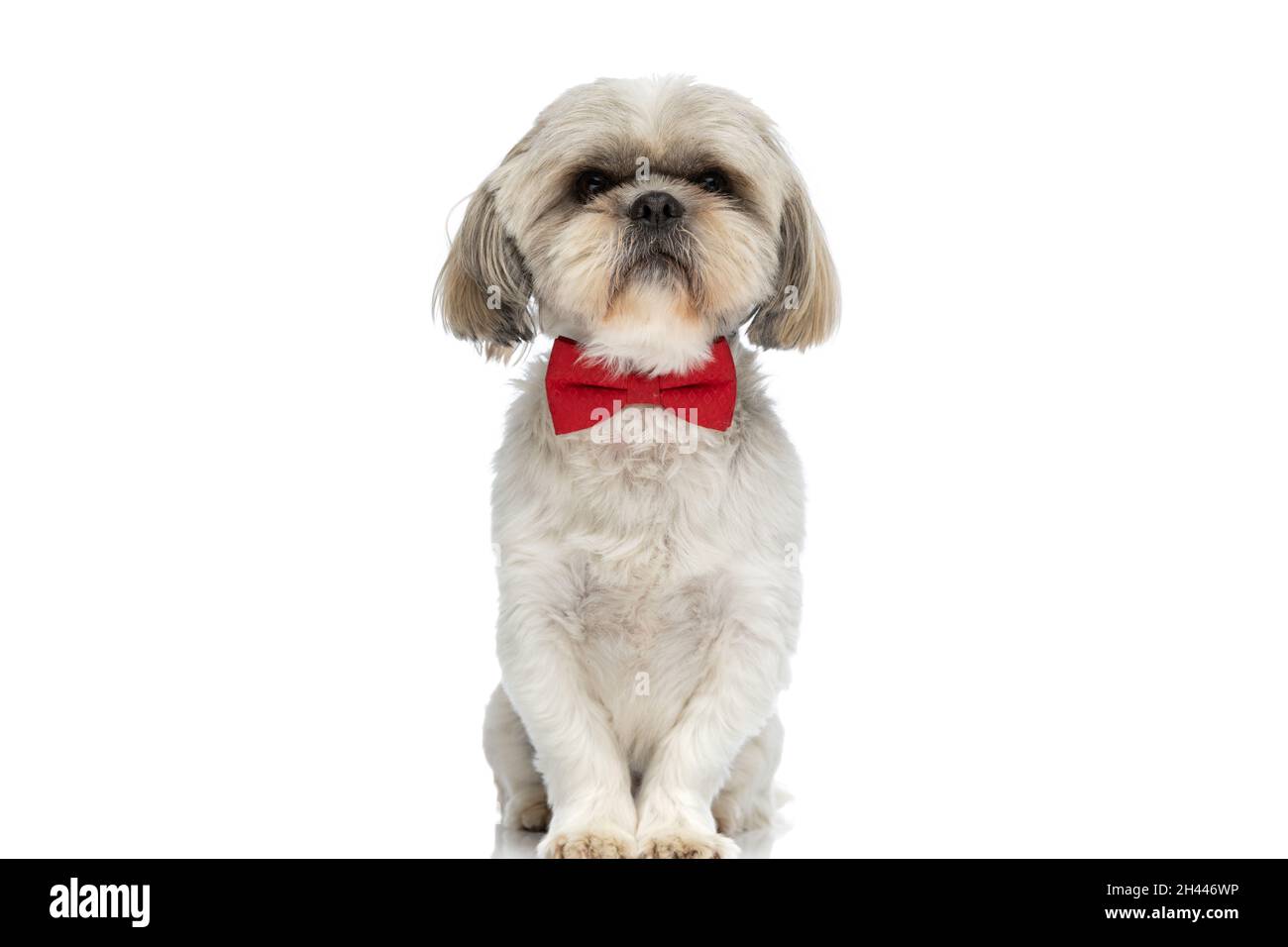 Eleganter Shih-Tzu-Hund mit roter Fliege, sitzend und vor weißem Hintergrund Stockfoto