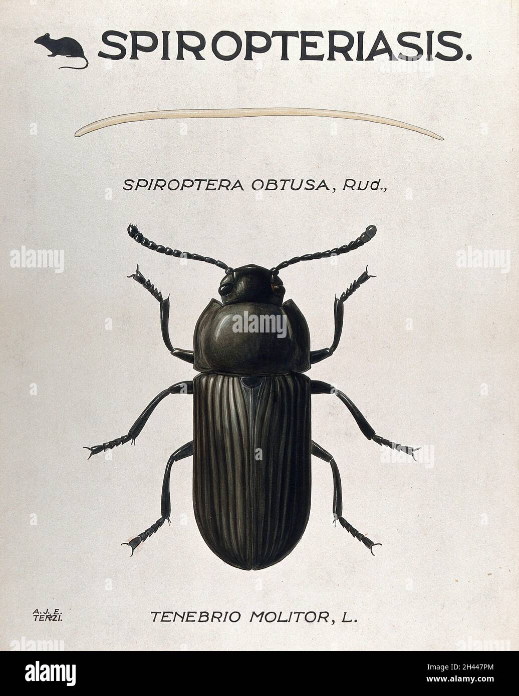 Ein parasitärer Wurm (Filaria-Art) und sein Vektorkäfer (Tenebrio molitor). Farbige Zeichnung von A.J.E. Terzi. Stockfoto